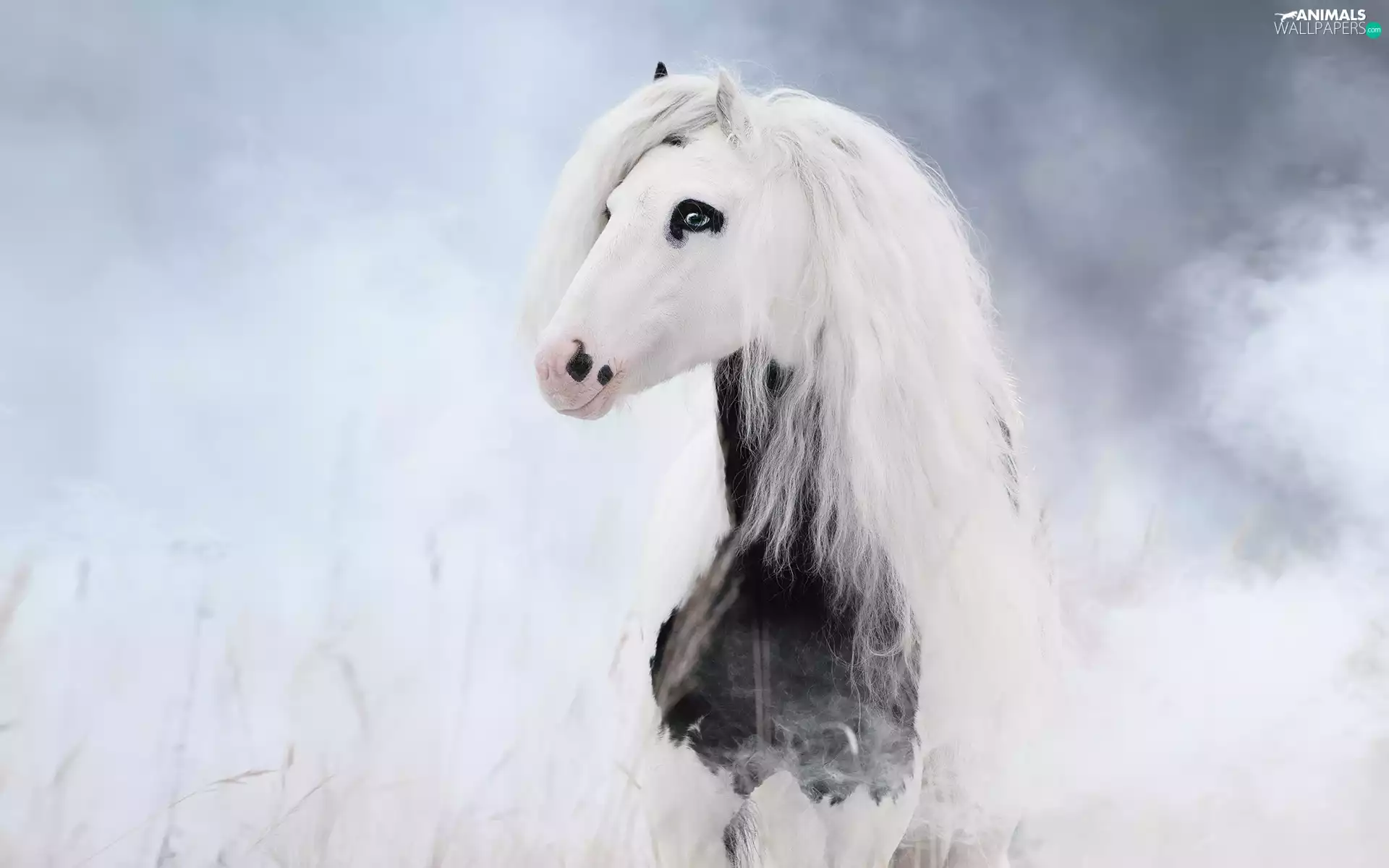 mane, smoke, Horse, White, White and Black