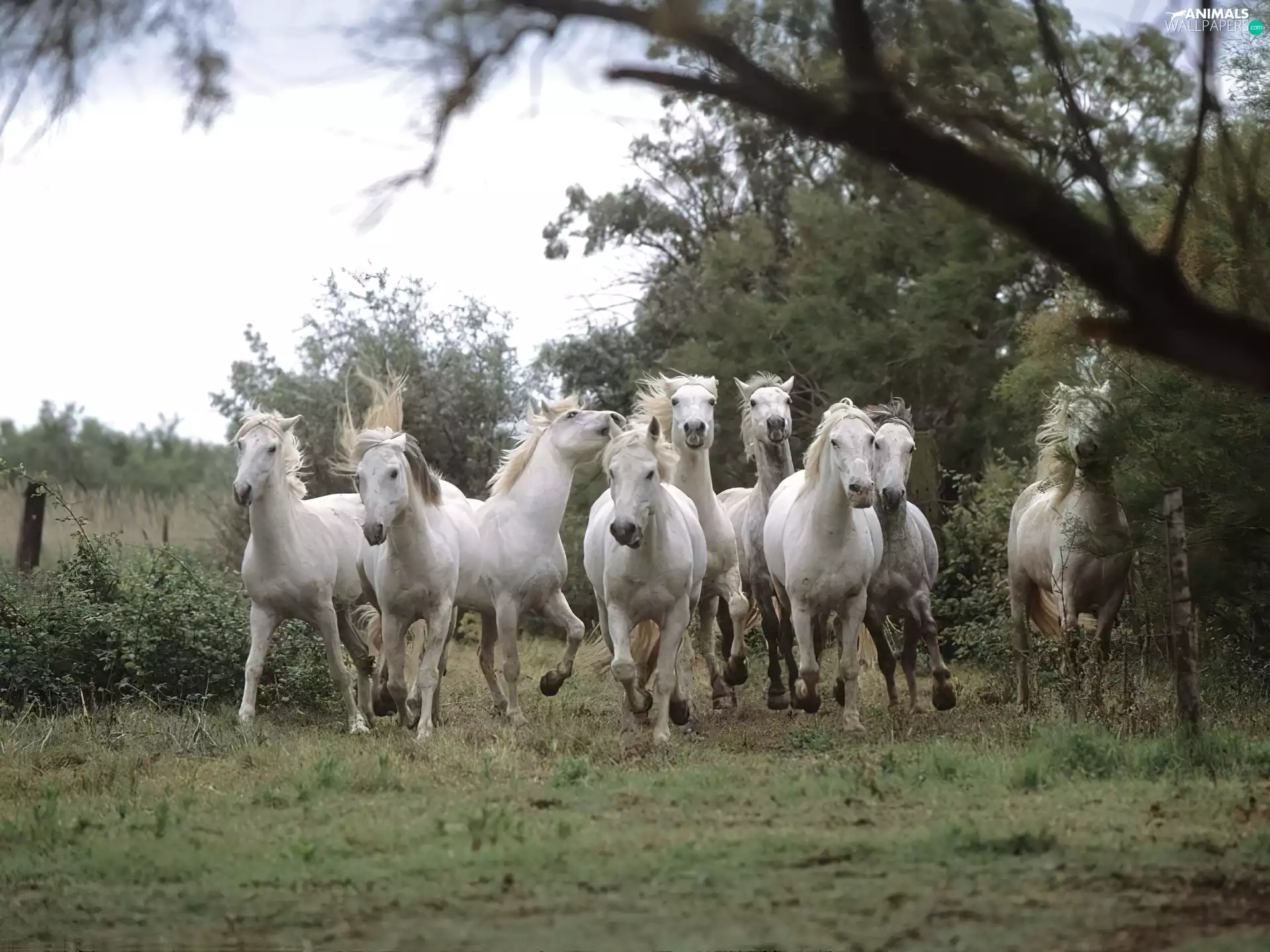 White running horses