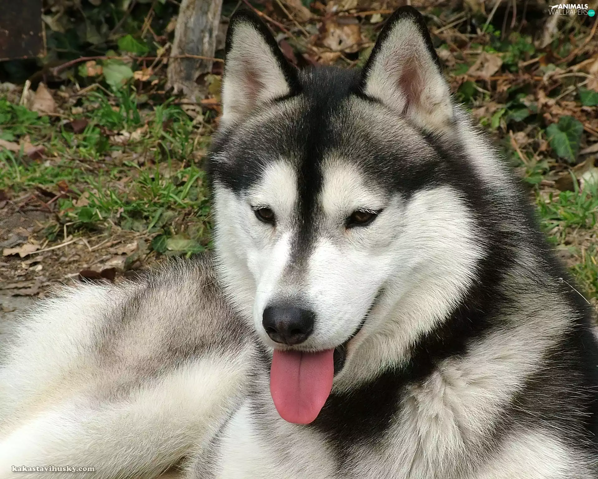 Tounge, black and white, Siberian Husky