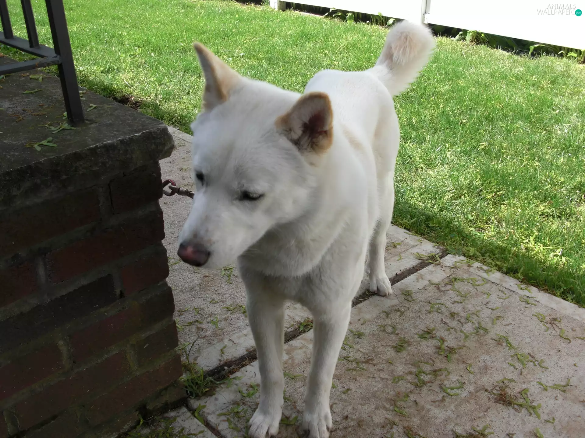 White, Jindo