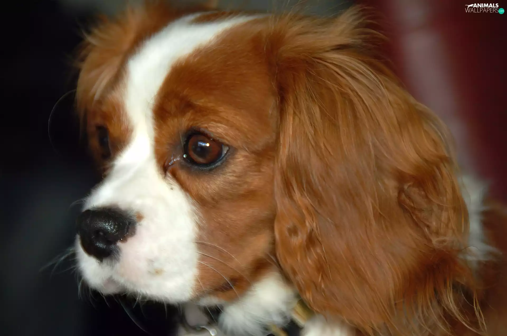 Red-white, King Charles Spaniel