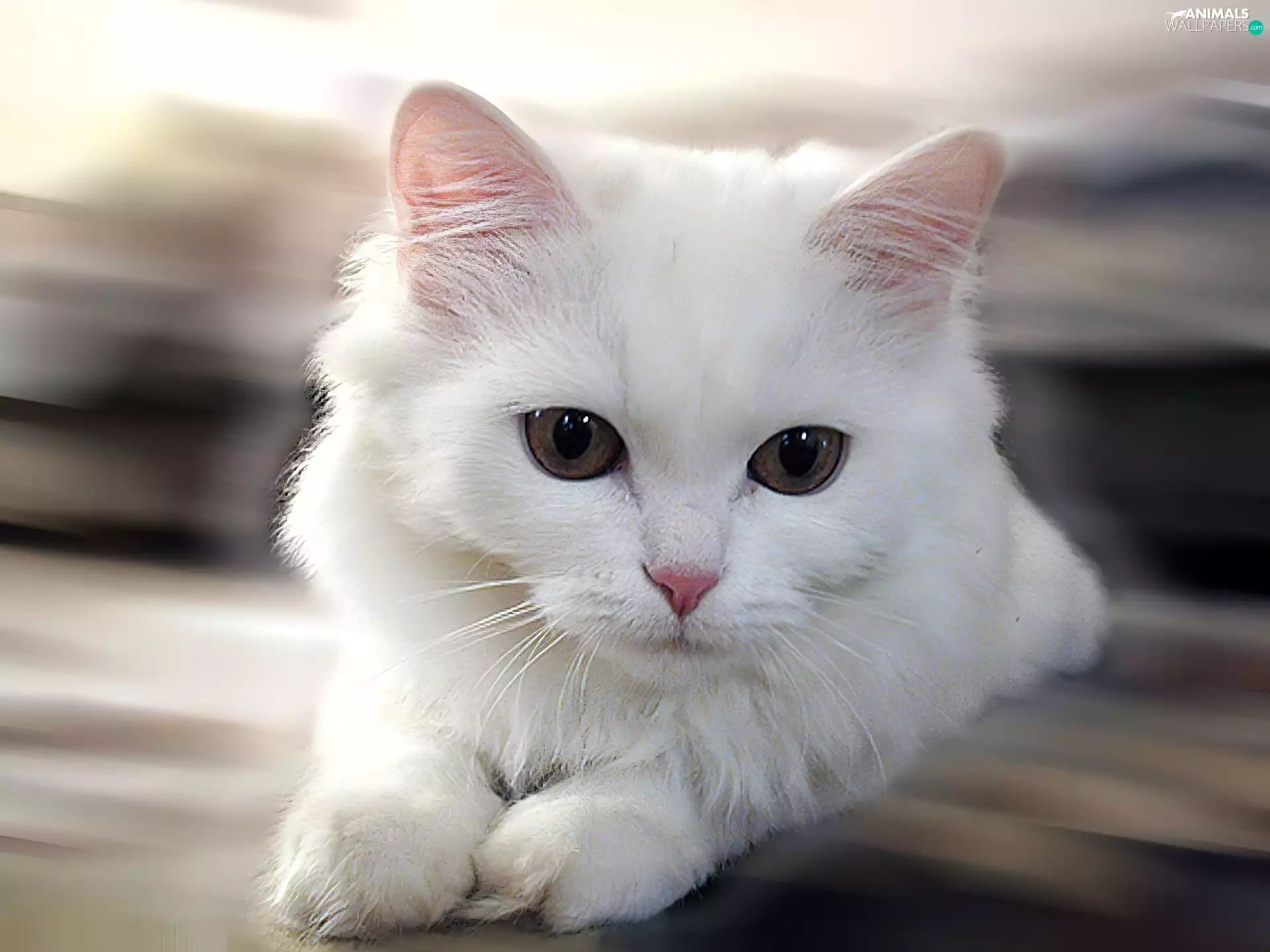 White, kitten