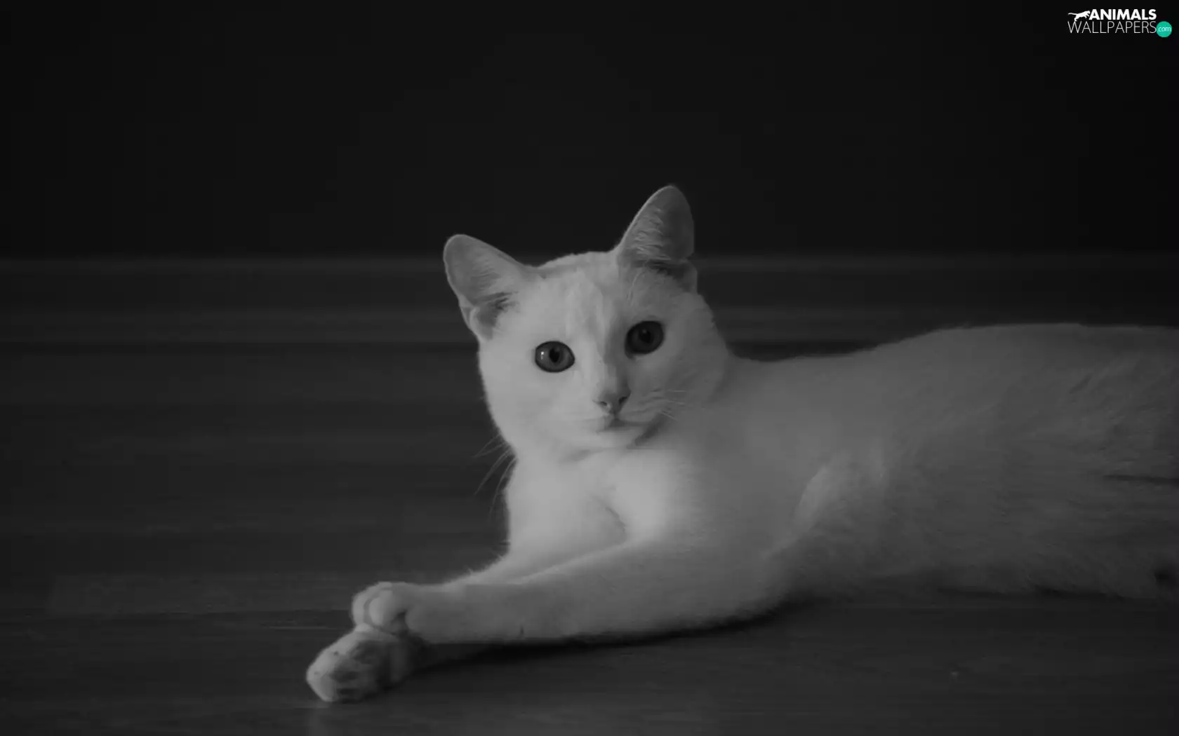 White, kitten