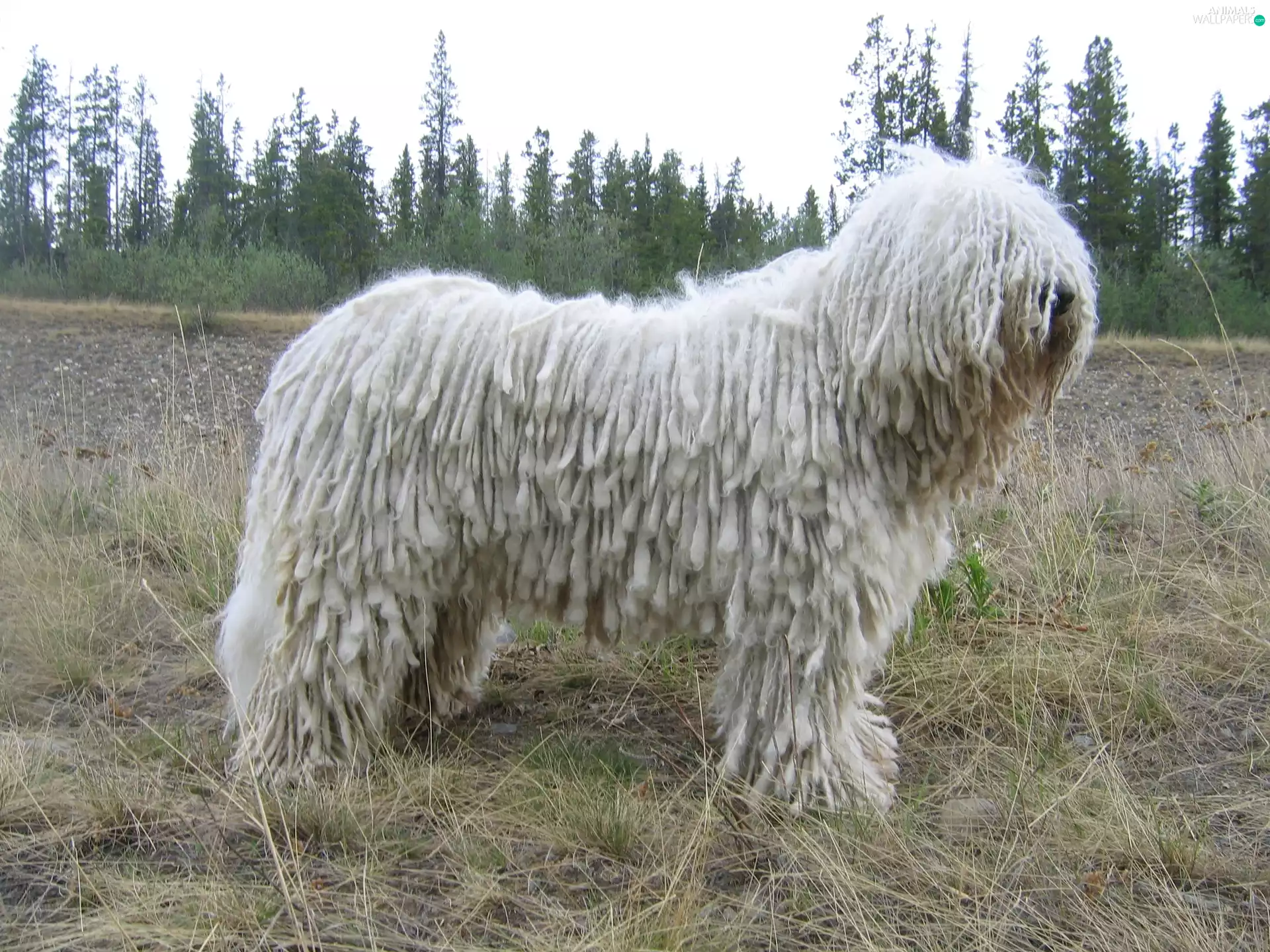 White, Komondor