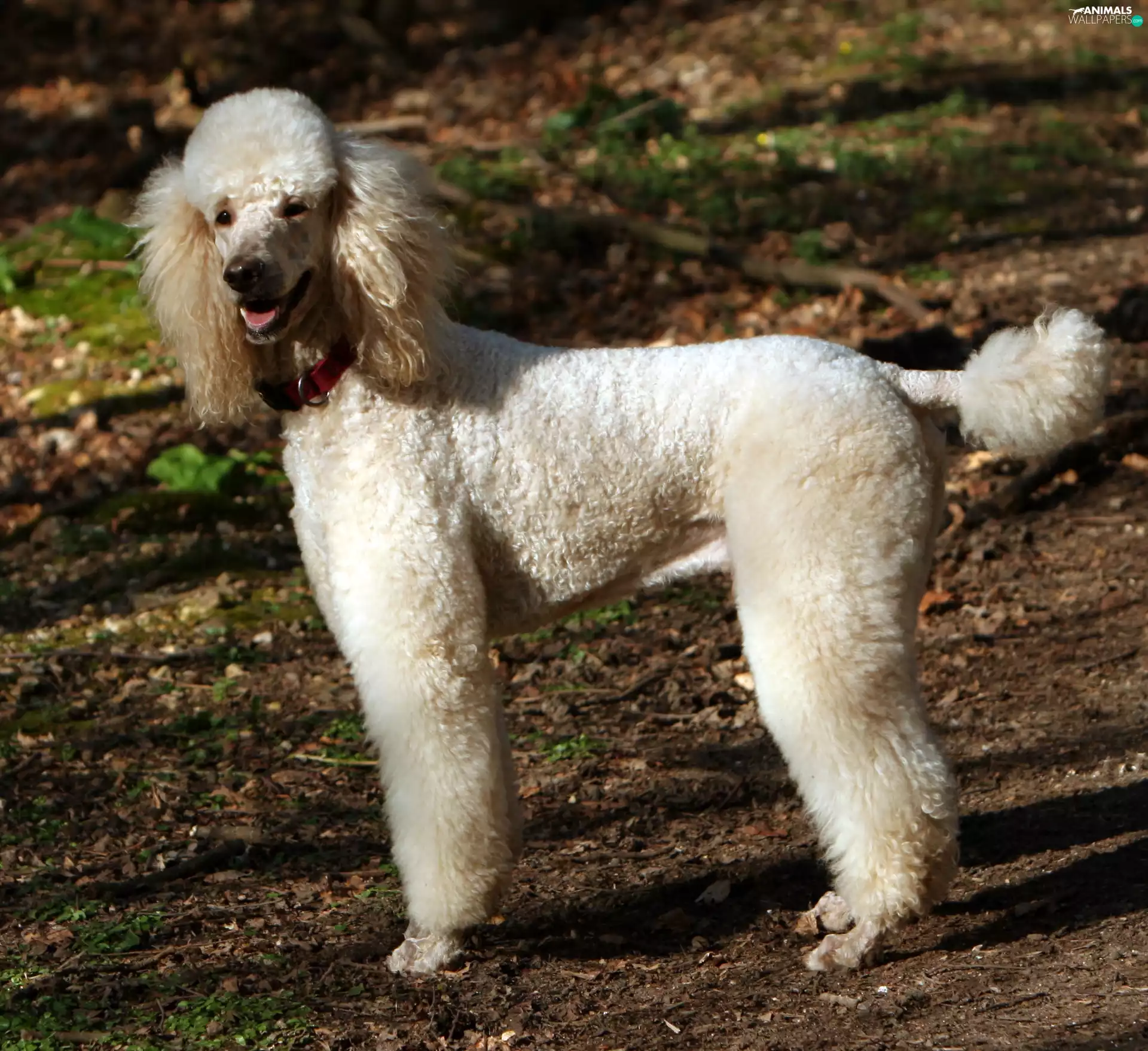 White, Poodle large