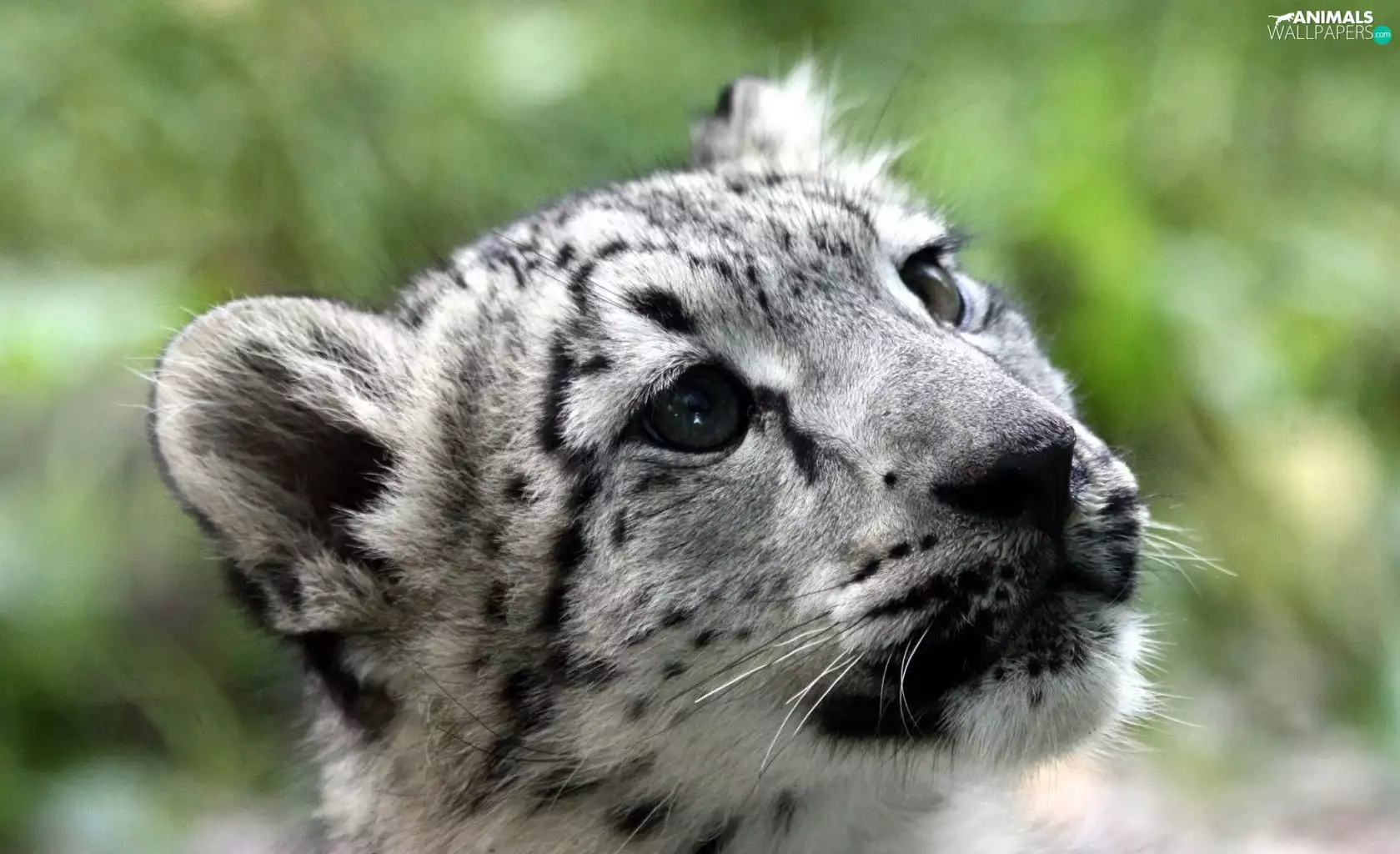 White, snow leopard