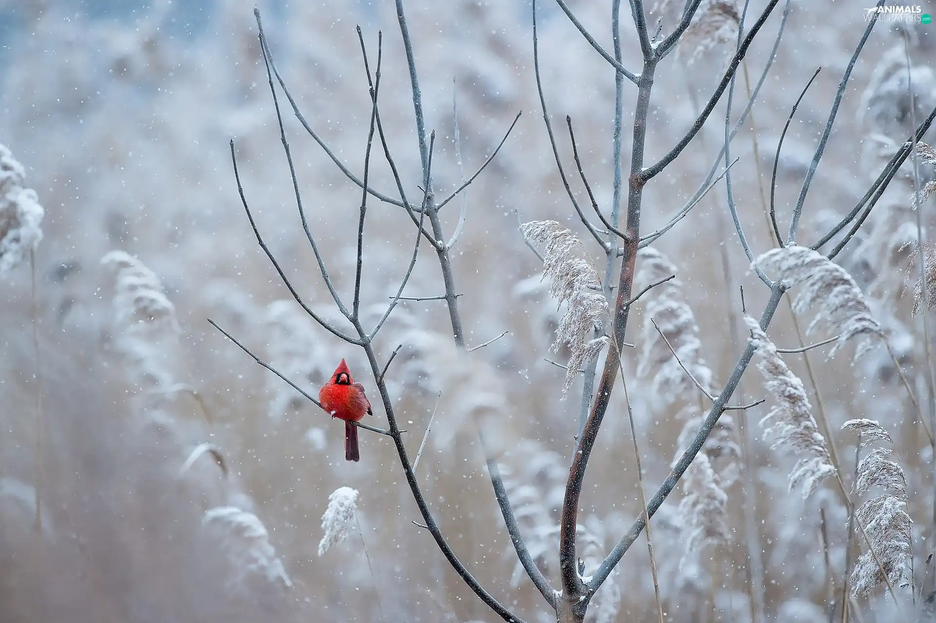 Bird, Twigs, White frost, Northern Cardinal