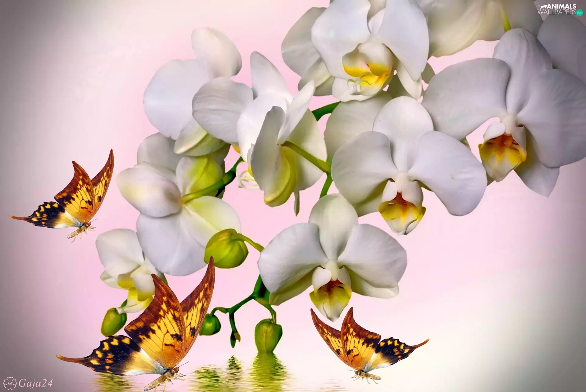 Art, White Orchids, Yellow Butterflies