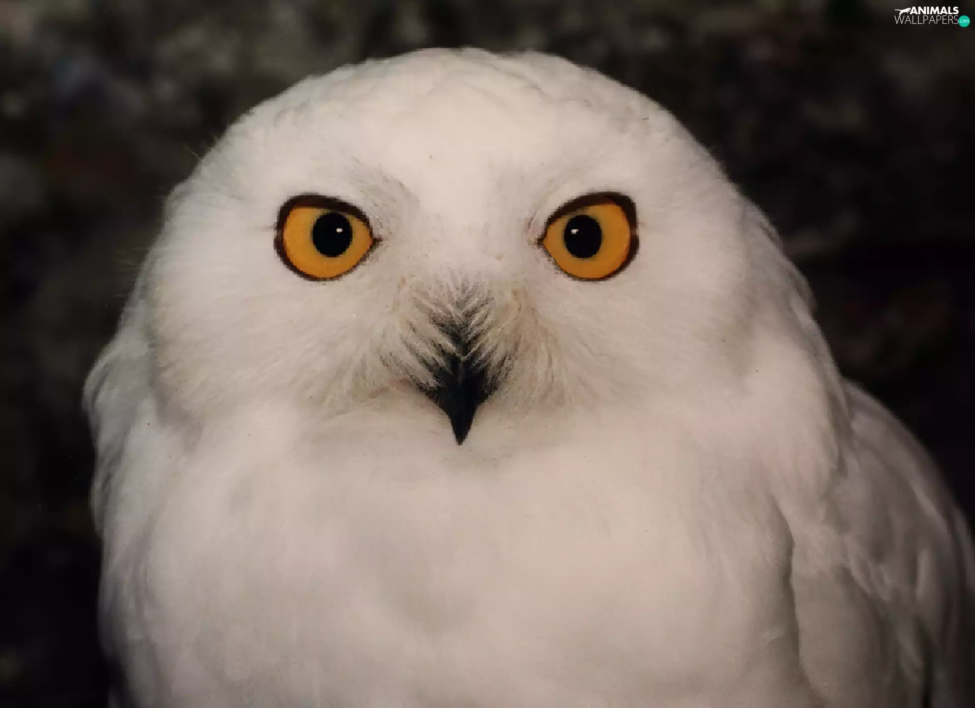 White, Snowy Owl