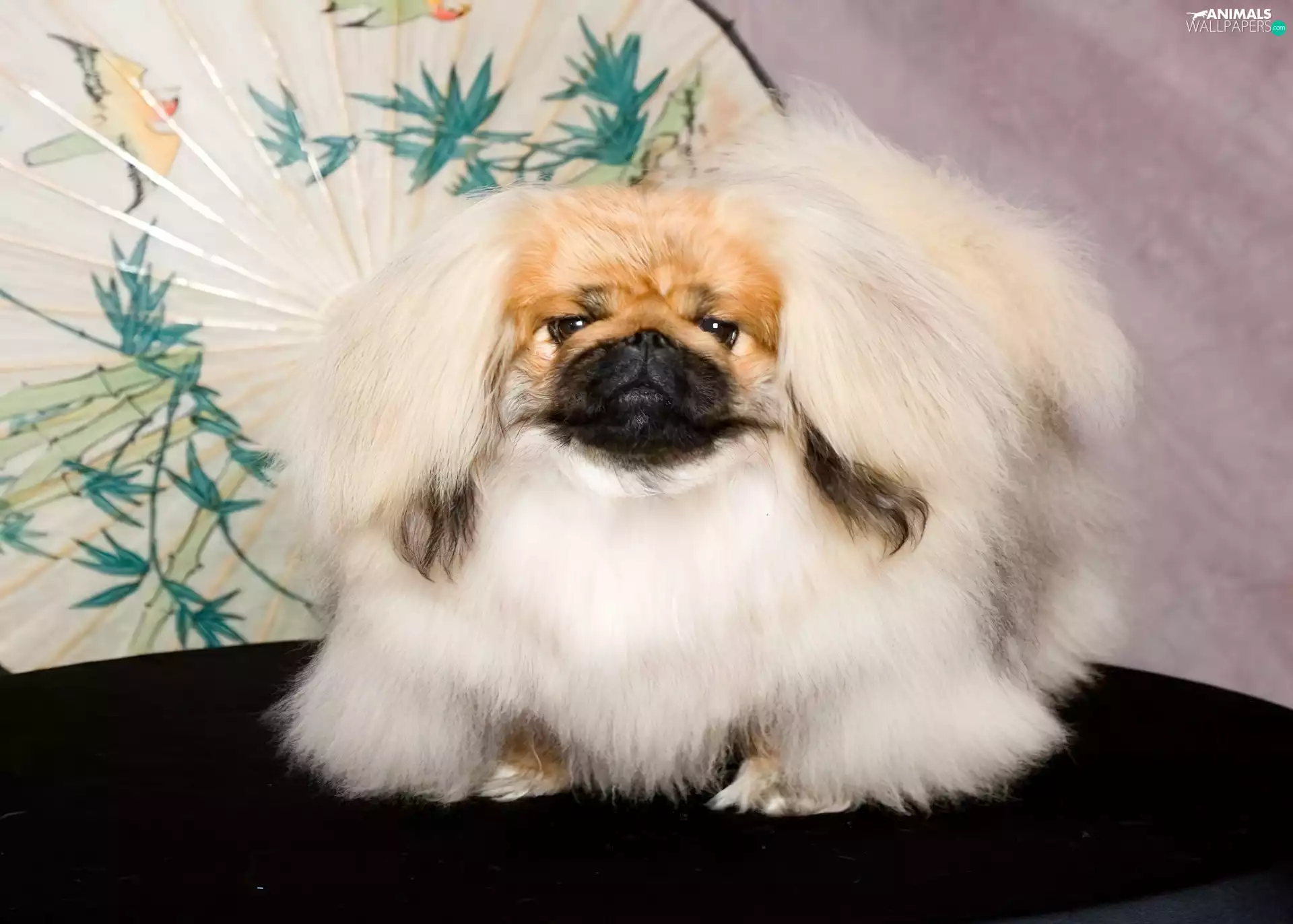 White, pekinese