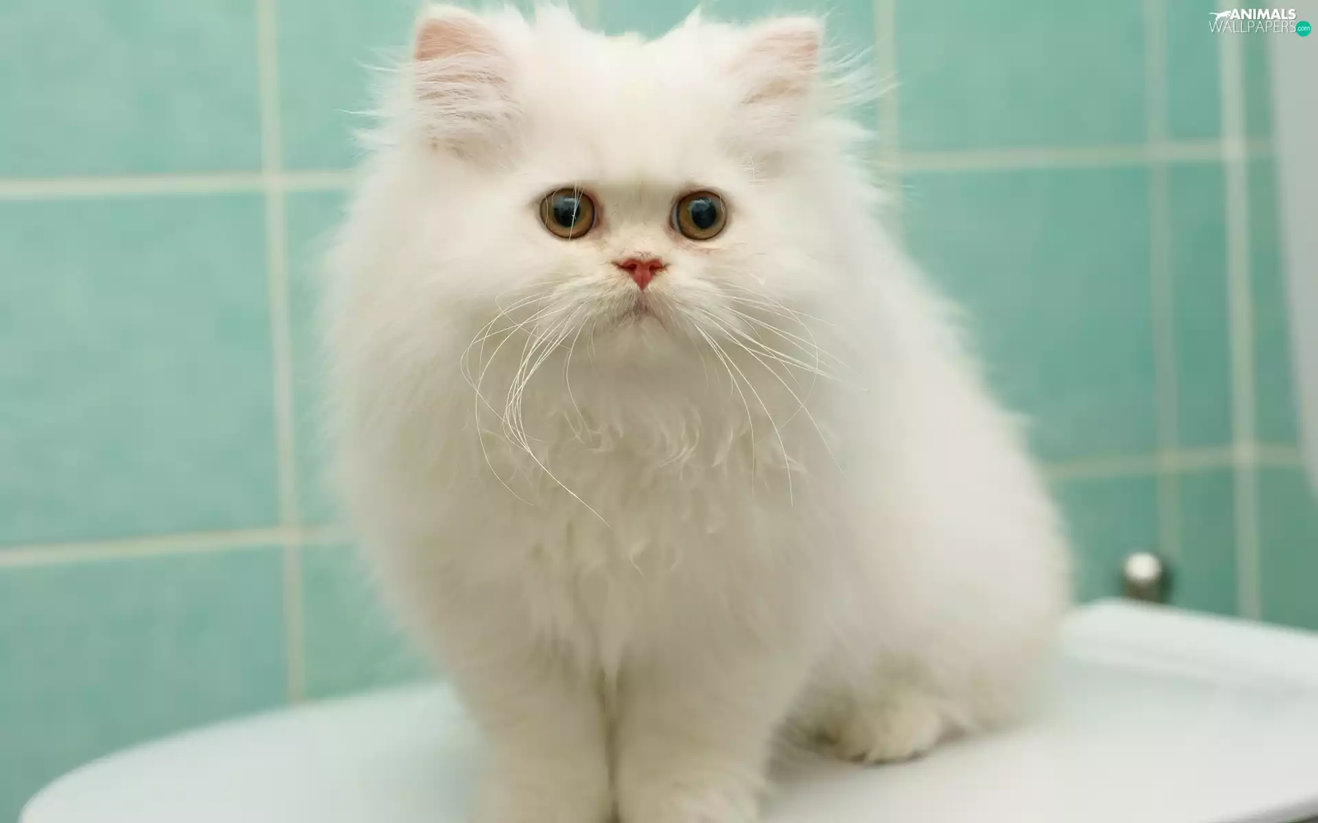 White, cat, persian