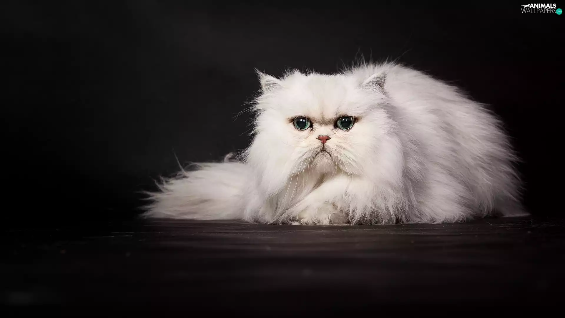 White, cat, persian