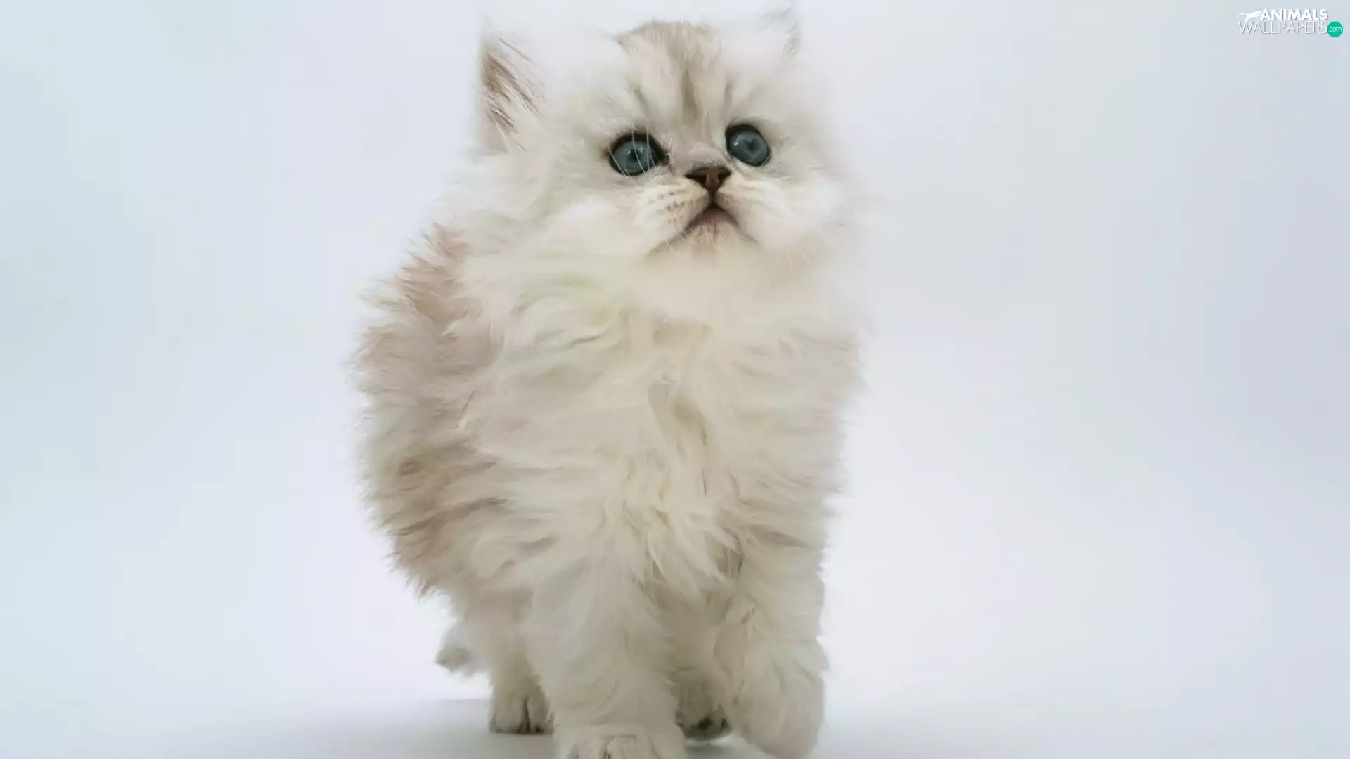 Persian Cat, fluffy, White