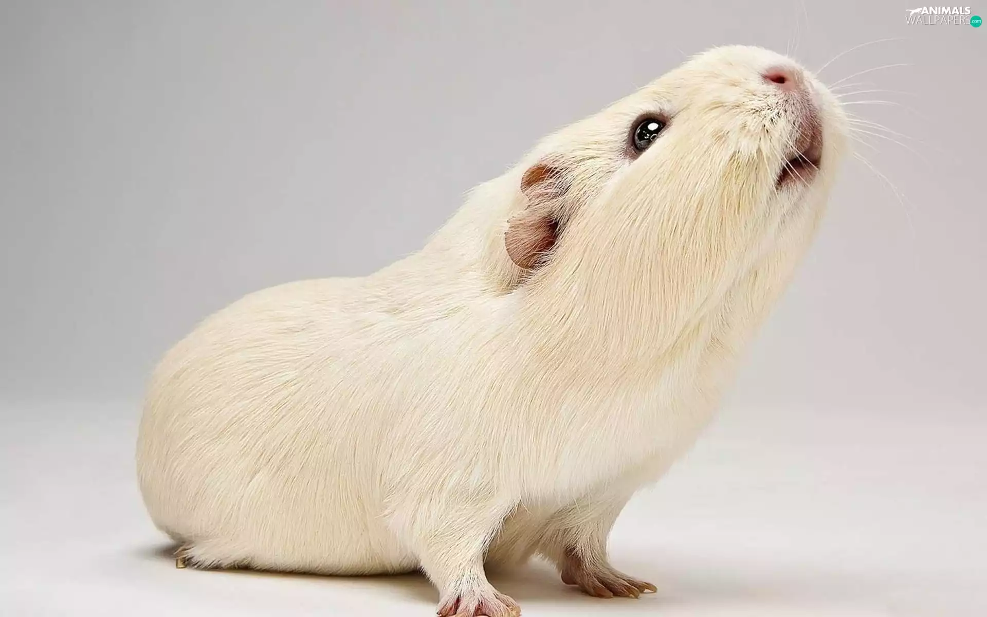 White, guinea pig