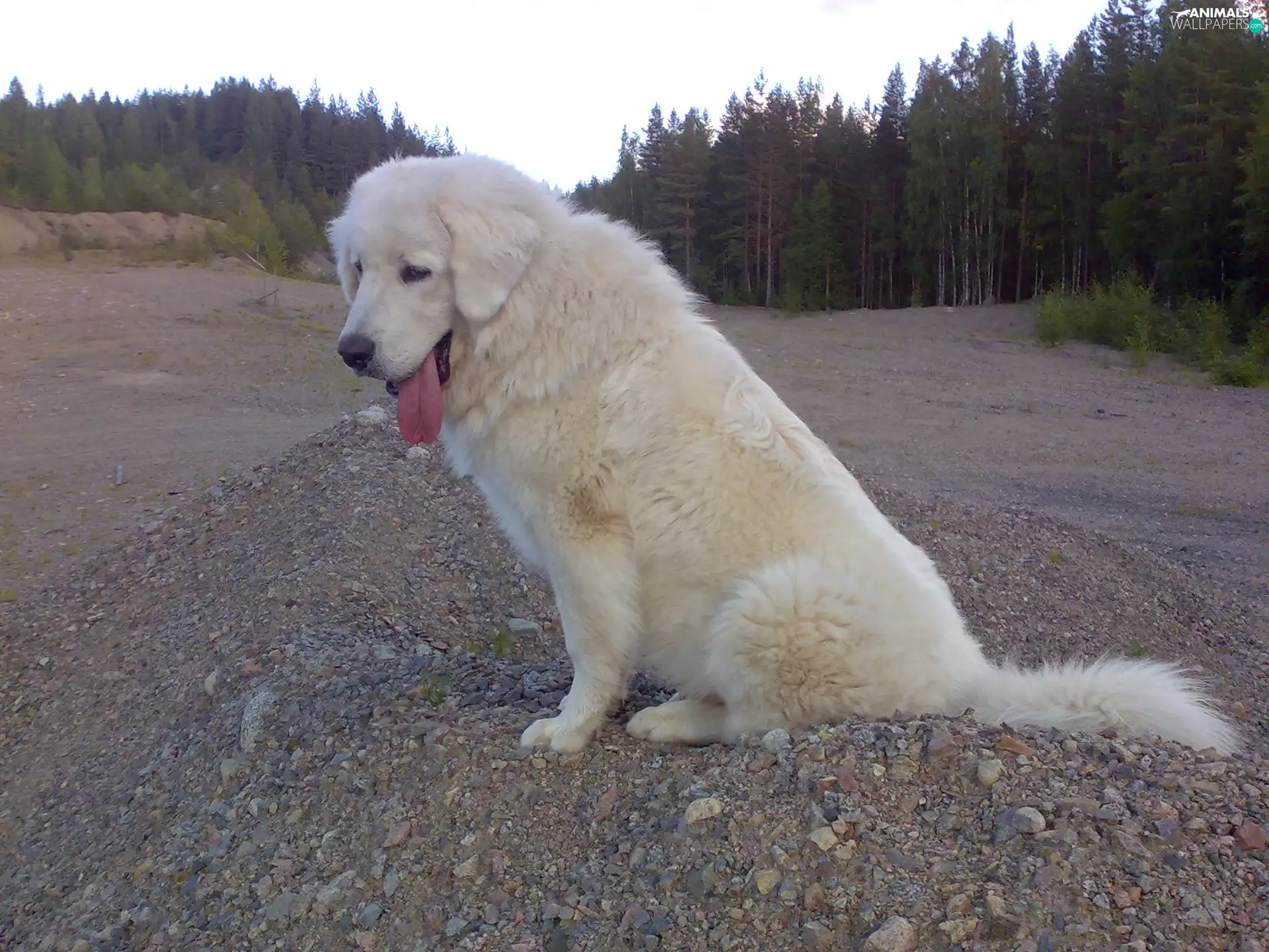 Tounge, White, Polish Tatra Sheepdog