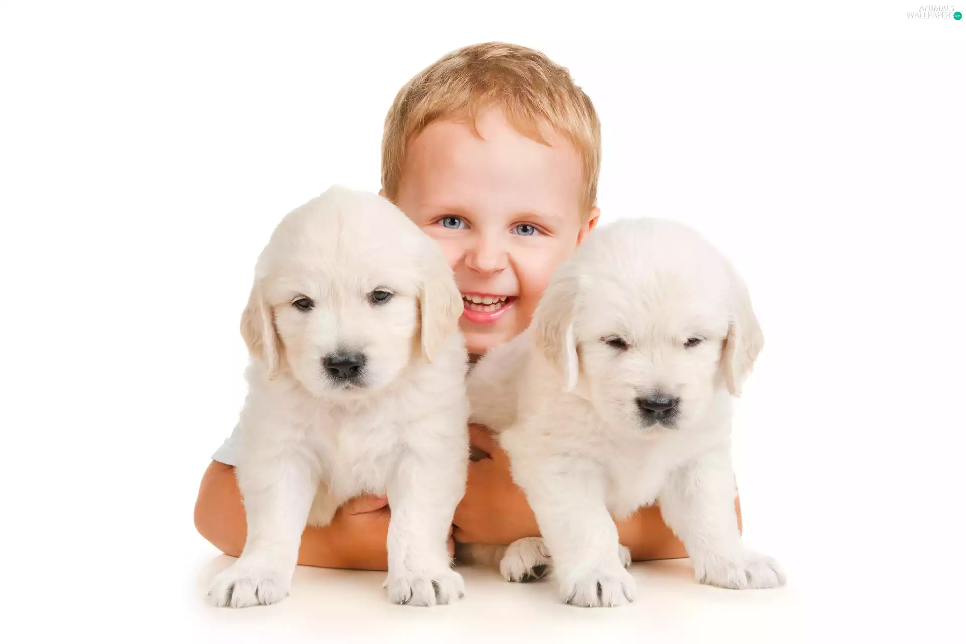 boy, White, puppies, Two cars