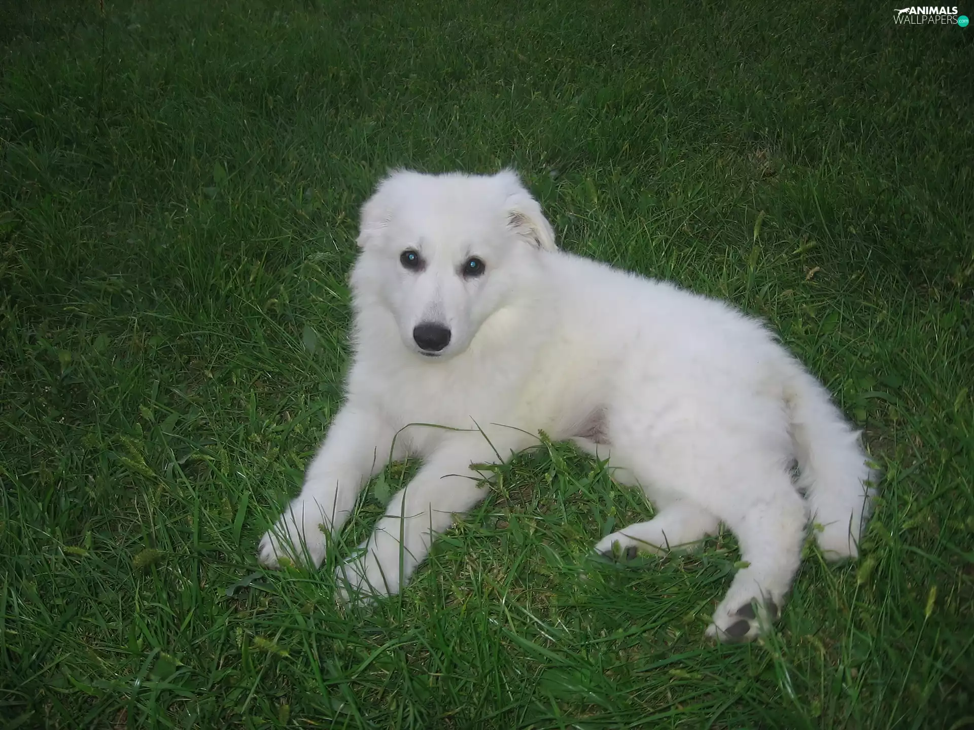 White, Puppy