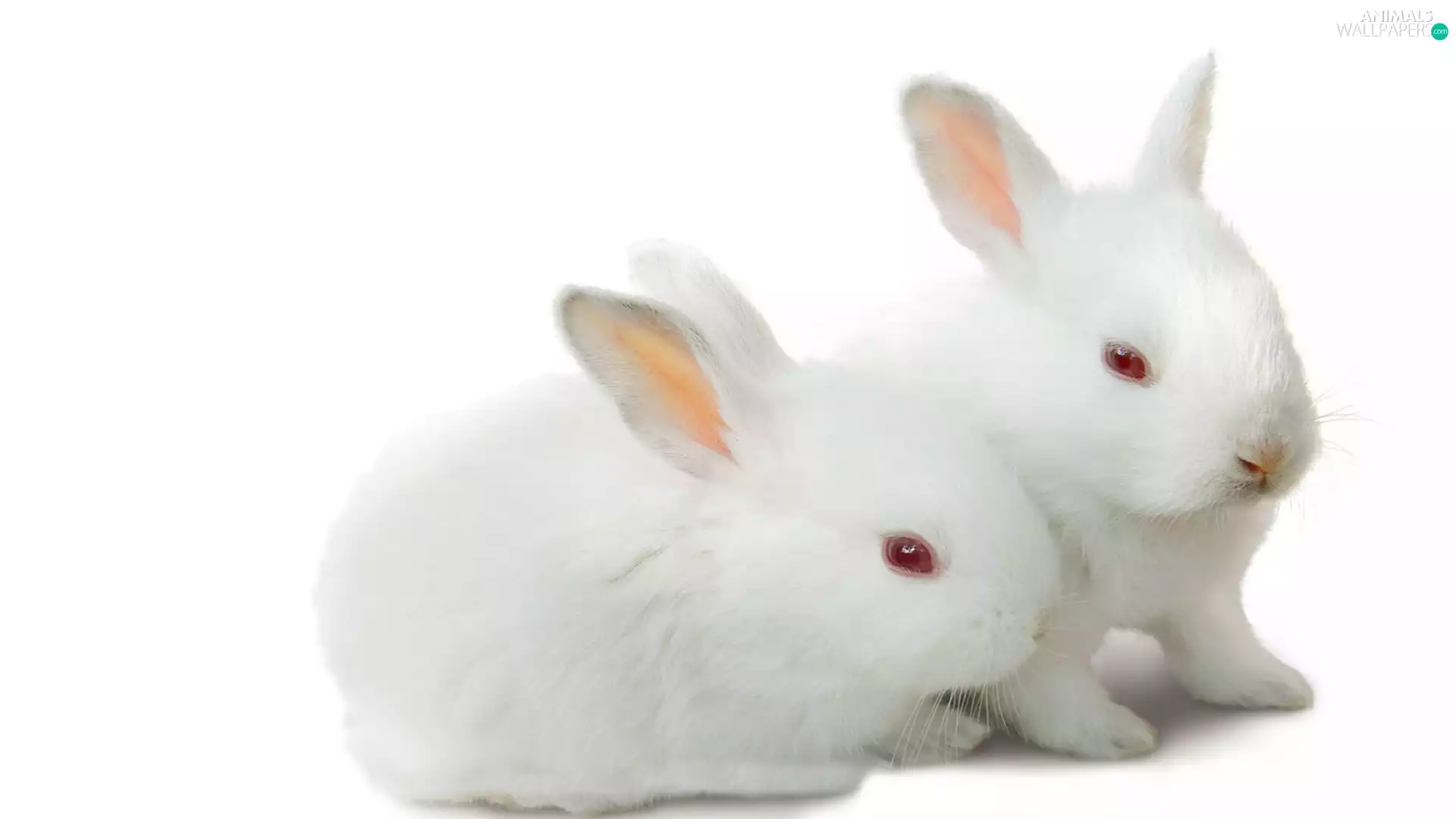 rabbits, Two cars, White
