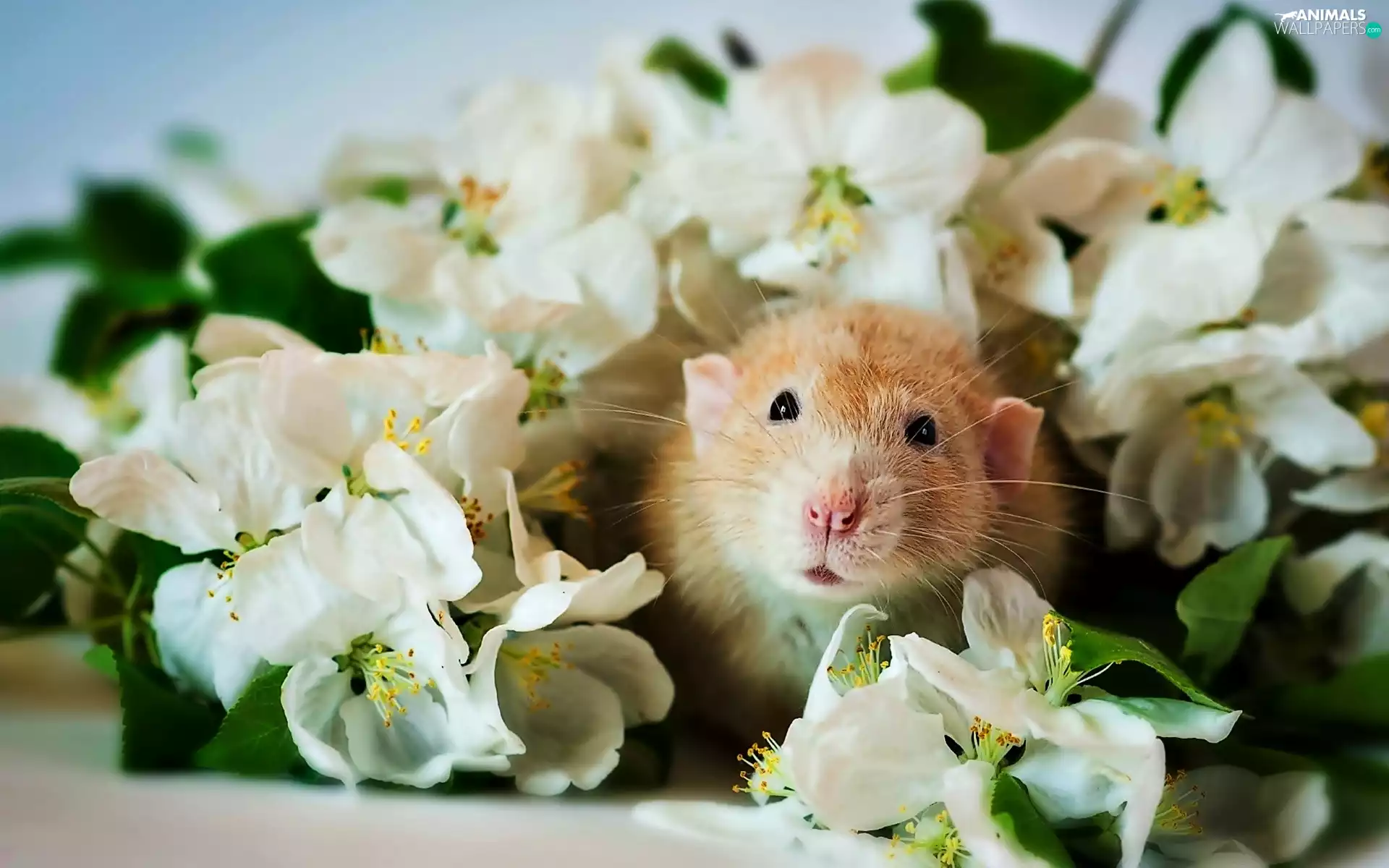 rat, Flowers, jasmine, White