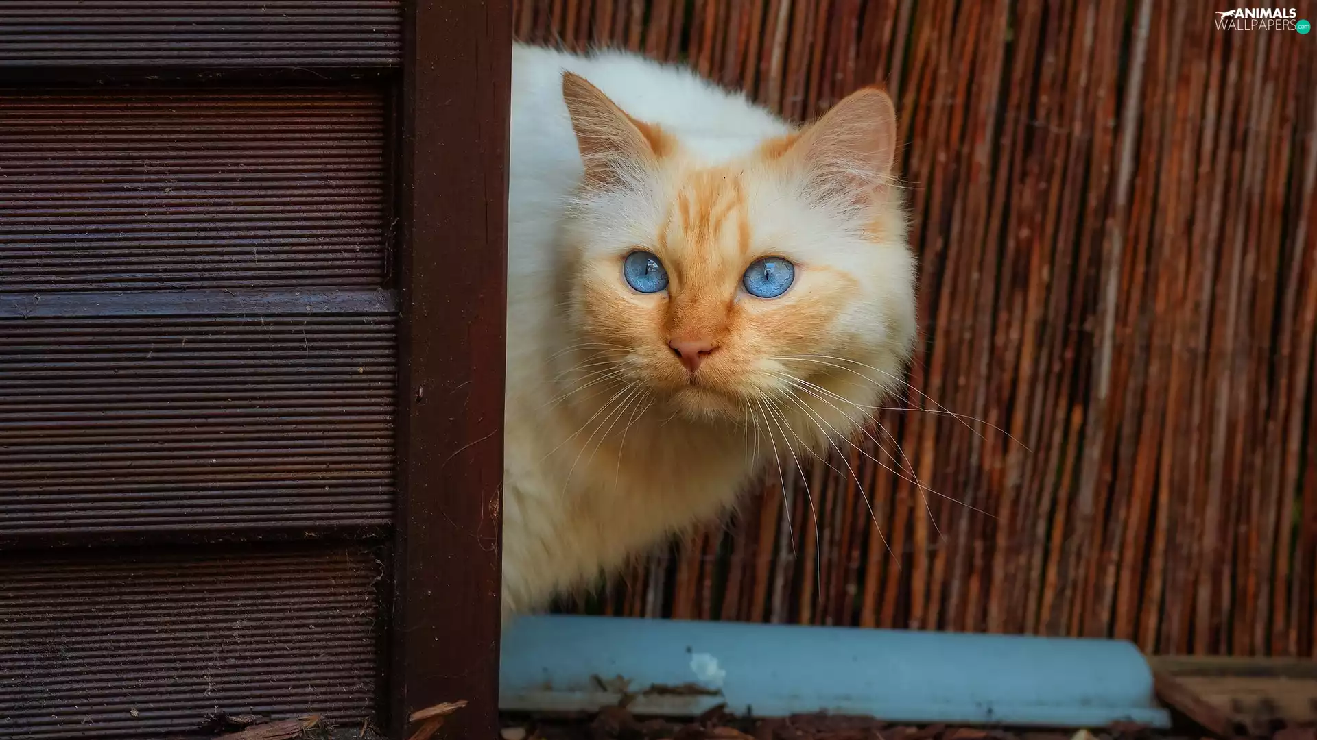 Blue Eyed, cat, white and red