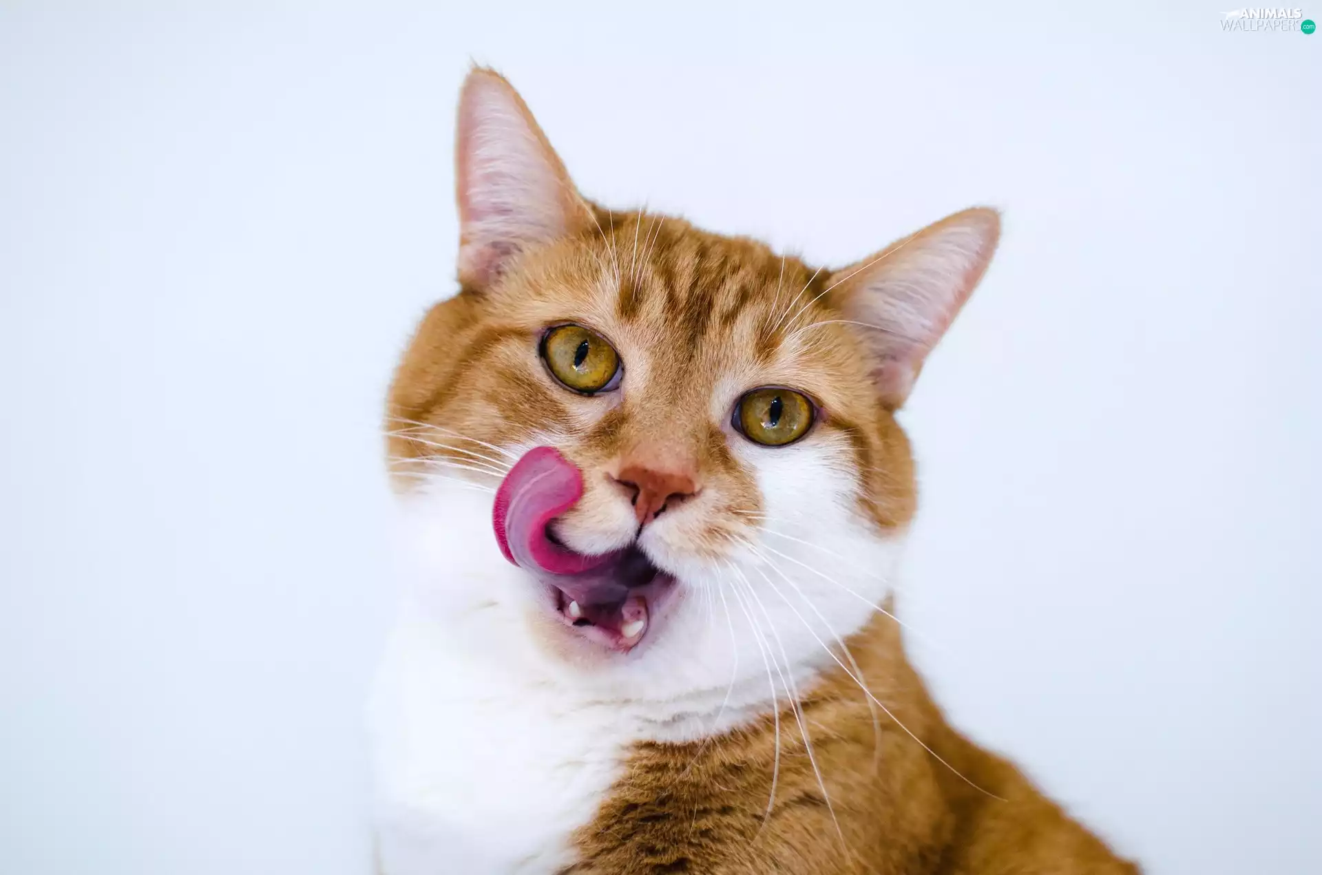 russet, cat, tongue, White
