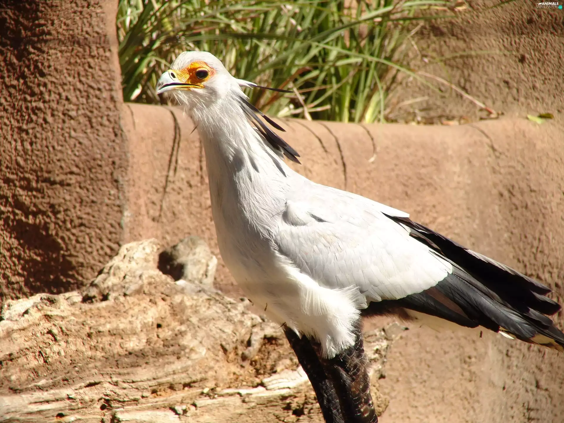secretary, Black, Bird, white