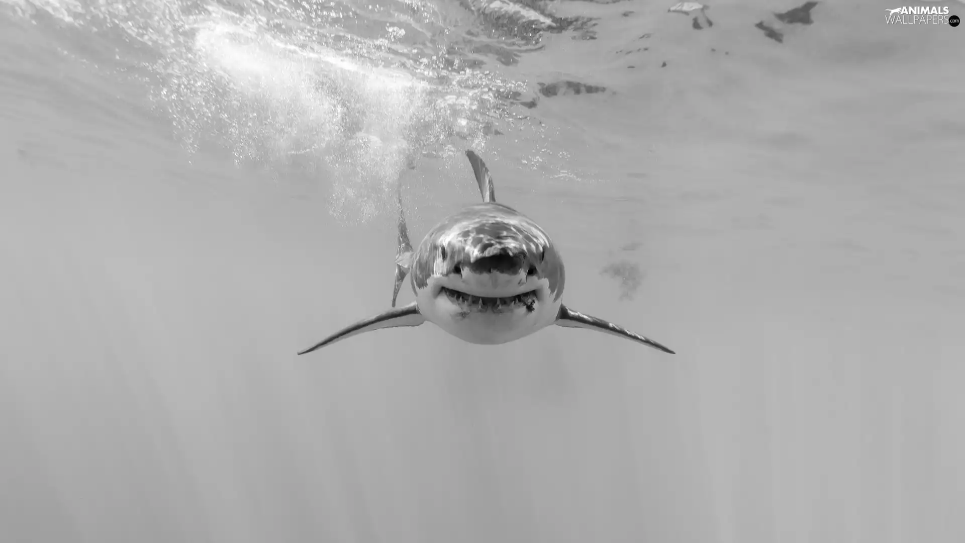 shark, Black and white