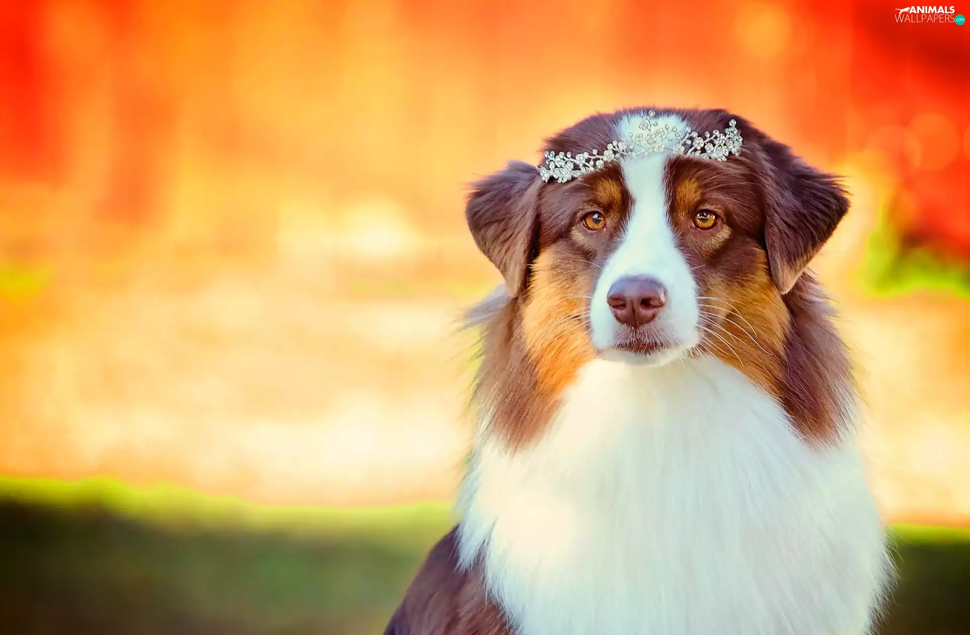 sheep-dog, brown, White