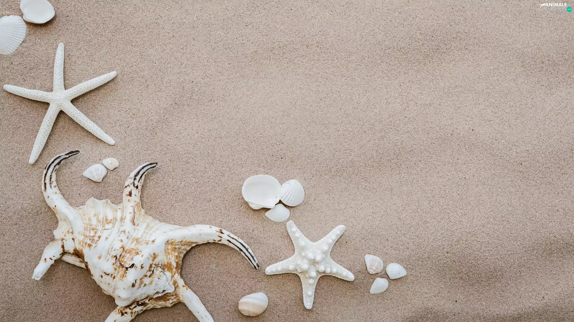 Shells, starfish, Sand, White