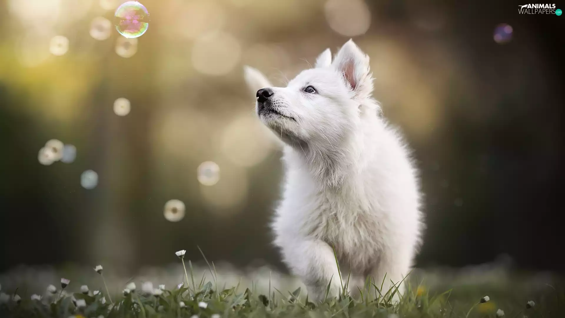 interesting eyes, Puppy, White Swiss Shepherd