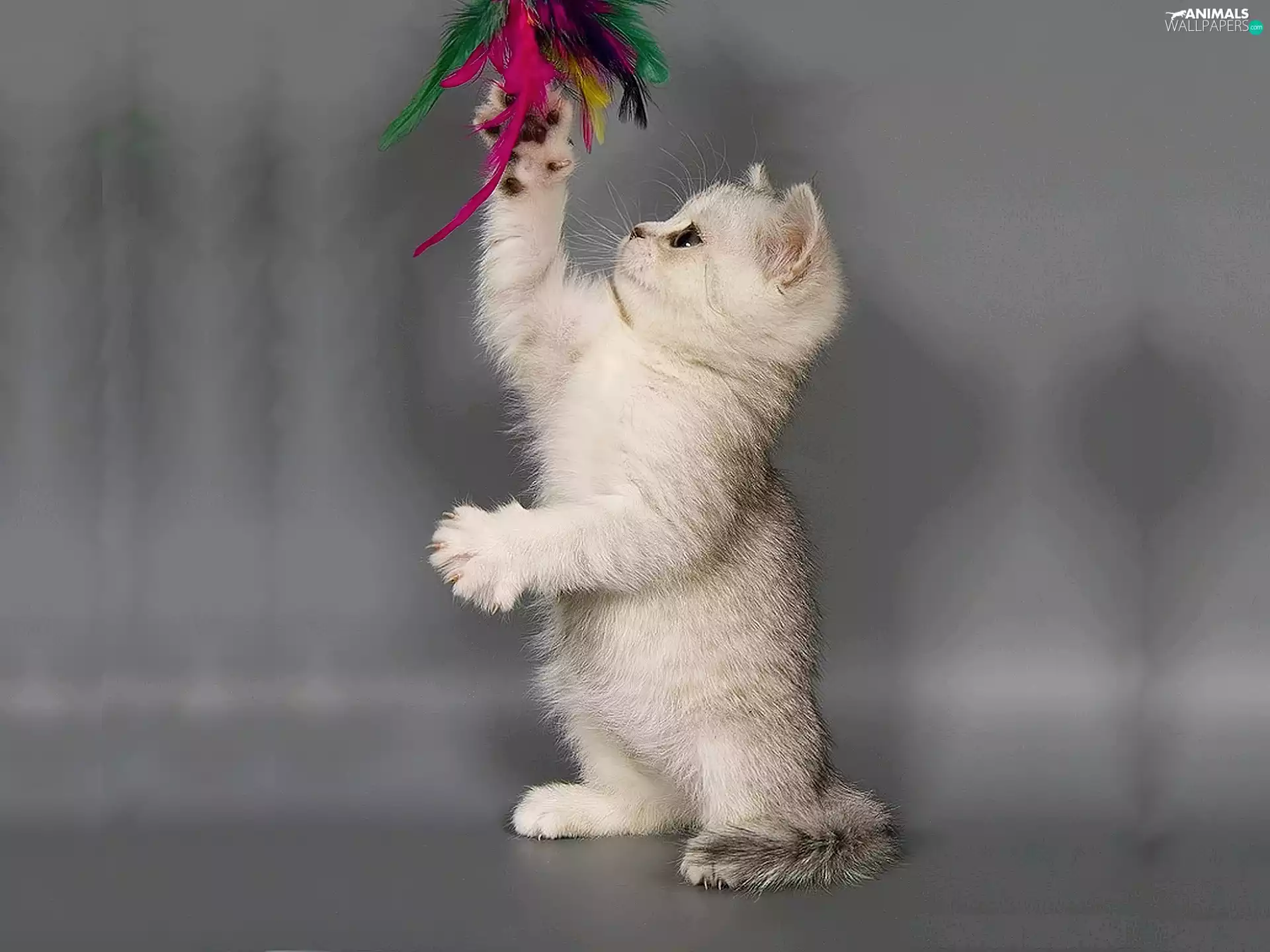 small, kitten, feather, White