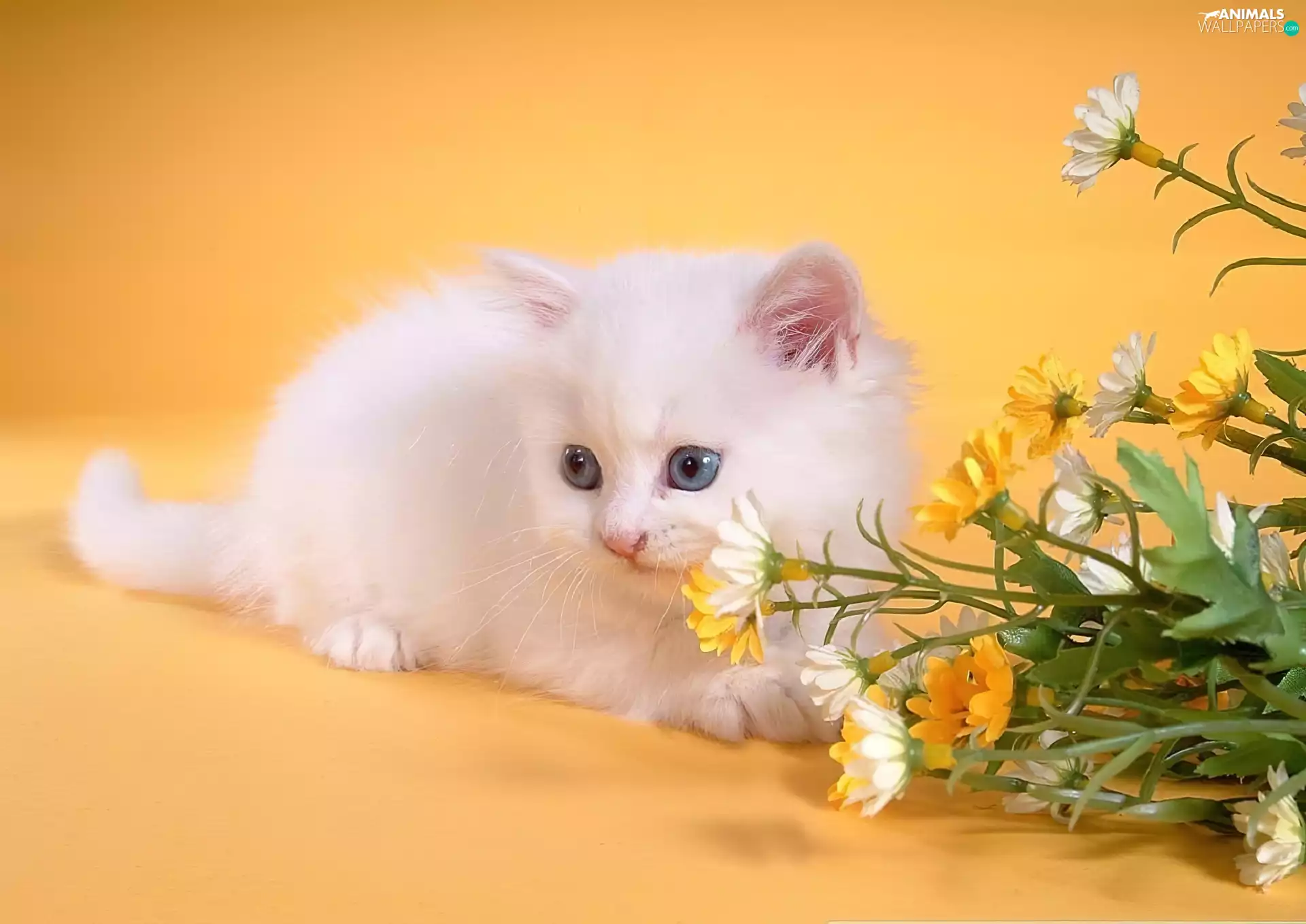 small, kitten, Flowers, White
