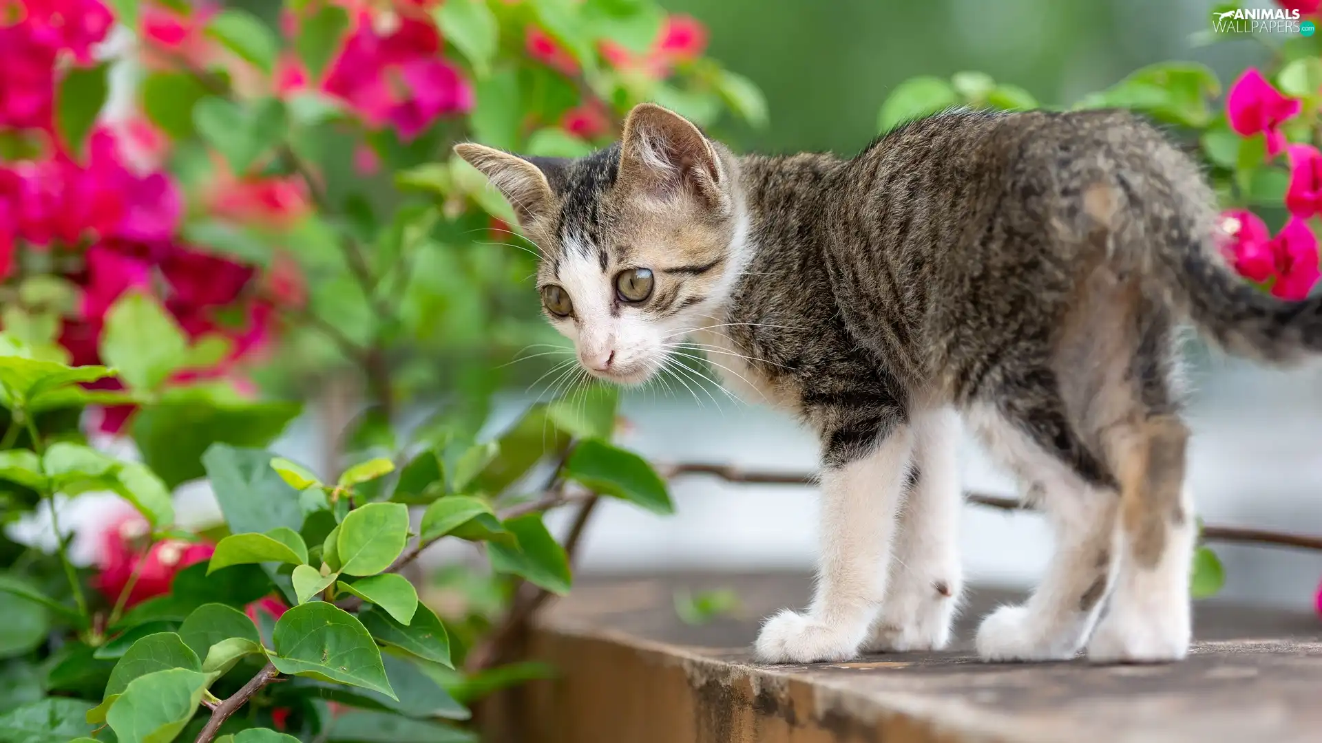 Flowers, ledge, Grey-White, kitten, small