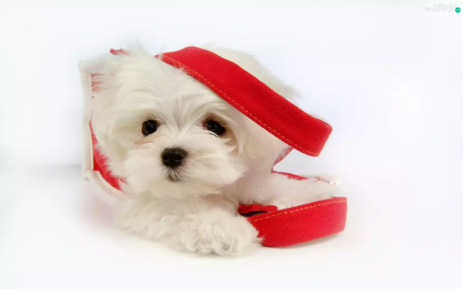 small, doggy, Maltese, White