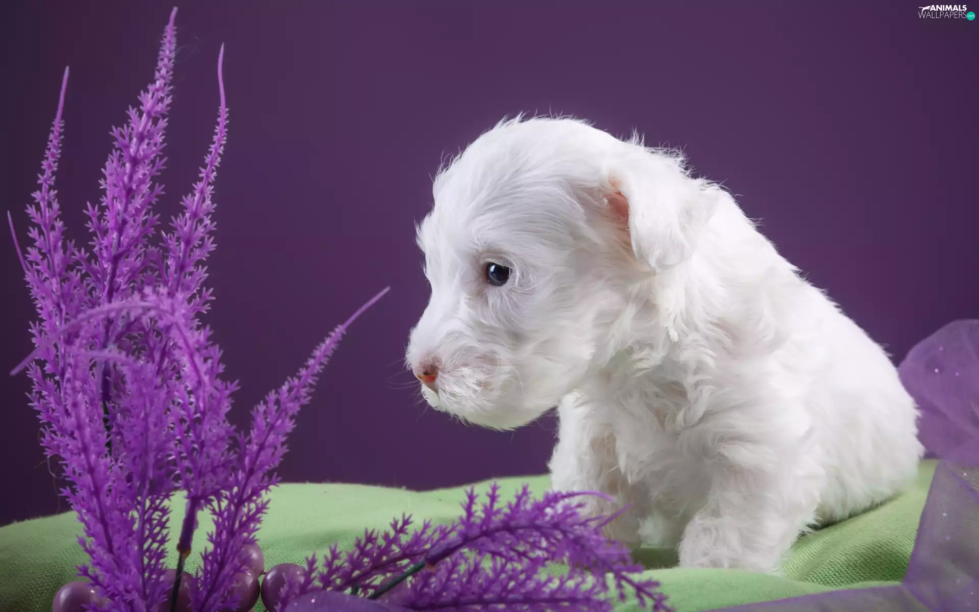 dog, Sealyham Terrier, White, puppie, small
