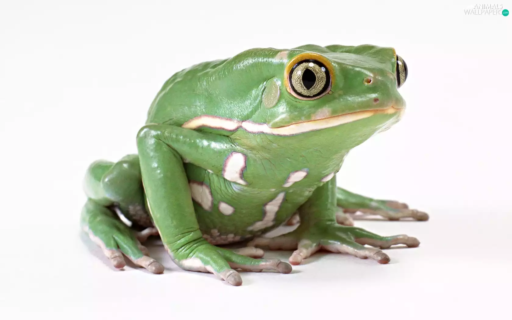 Green, White, specks, strange frog