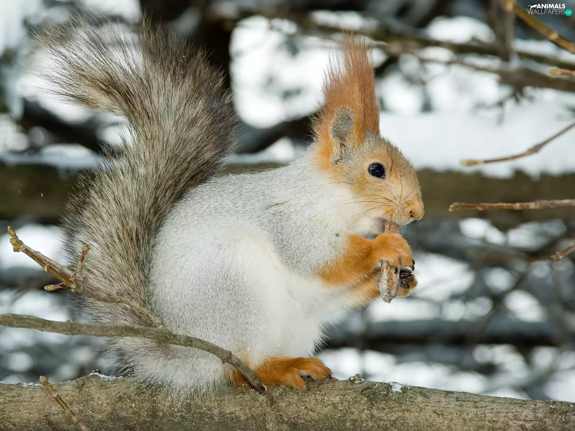 white Ore, squirrel