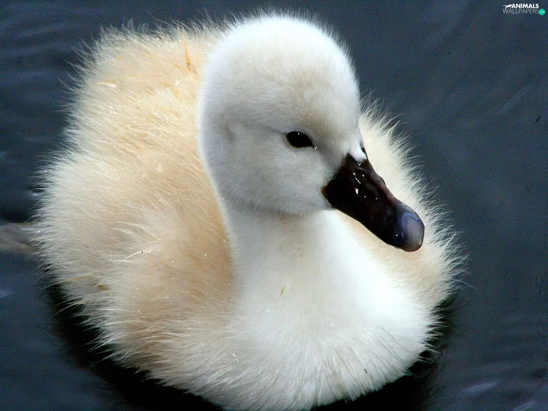 White, Swan