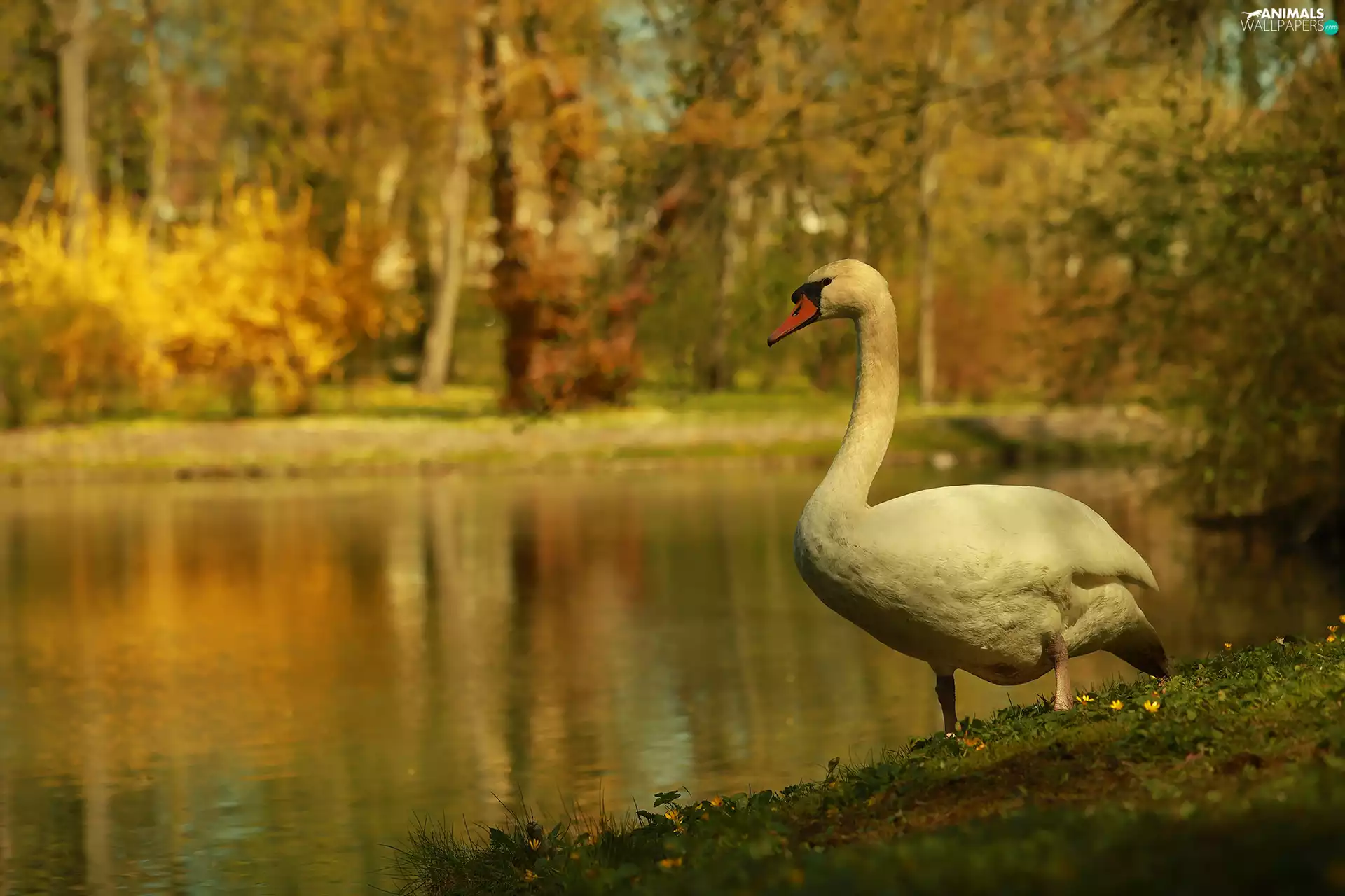 Swans, Bird, lake, White