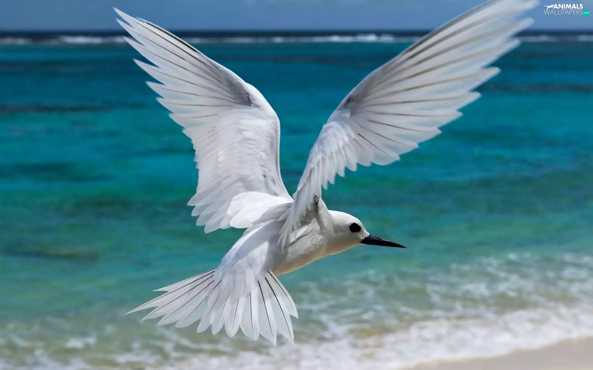White, Tern