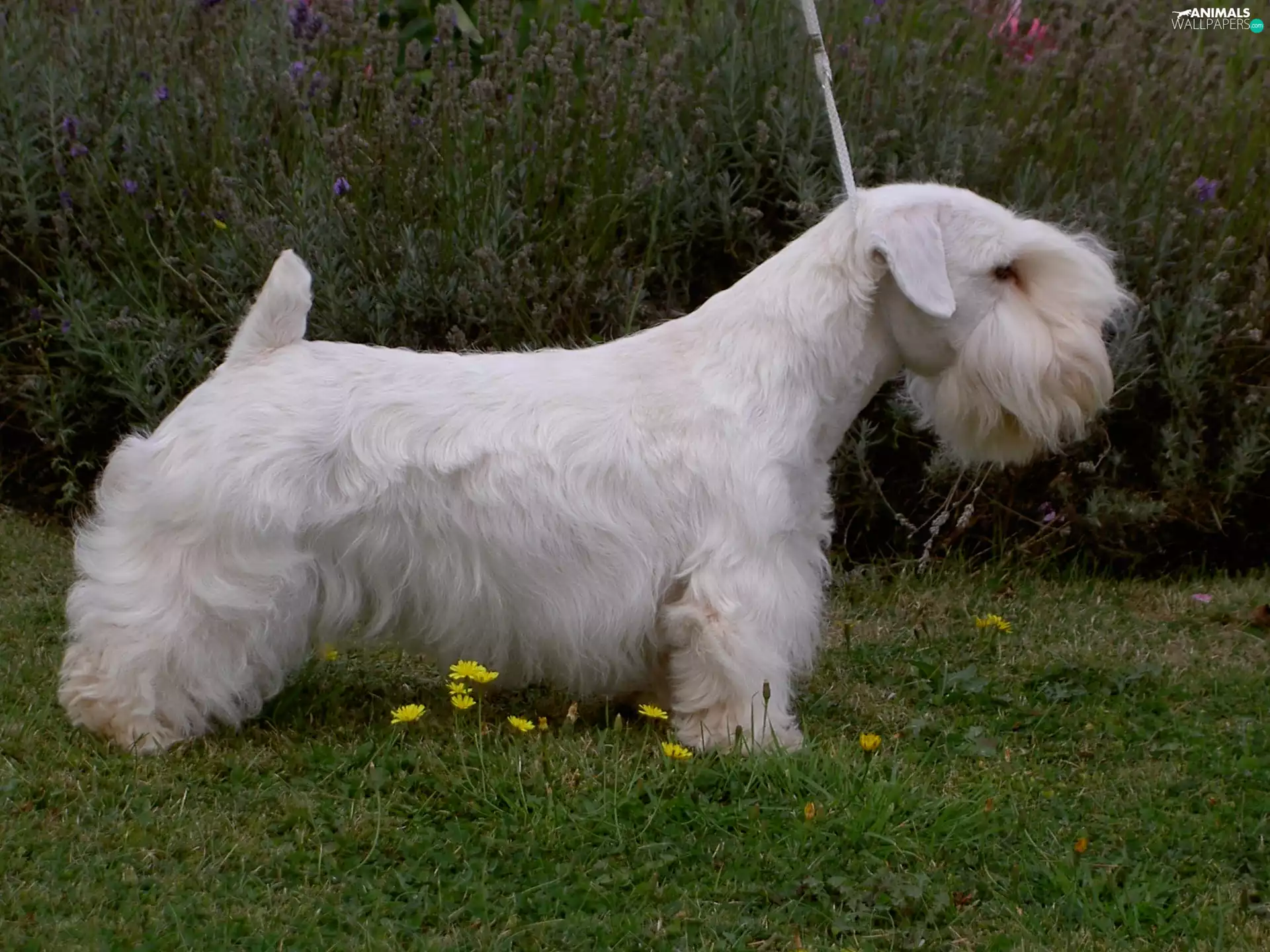White, Sealyham Terrier