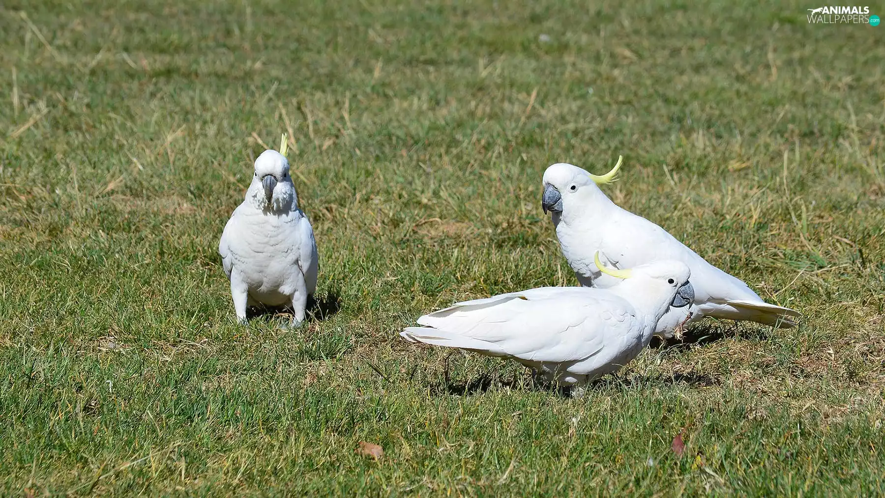 Three, Parrots, cockatoo, White