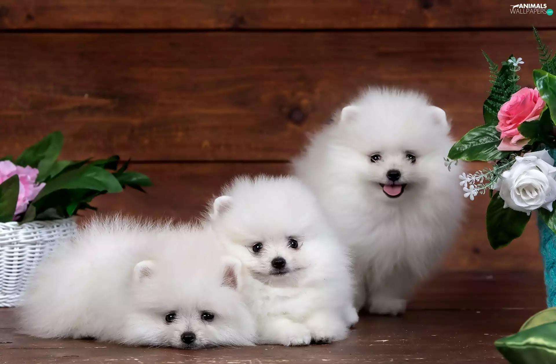 Three, puppies, Flowers, White