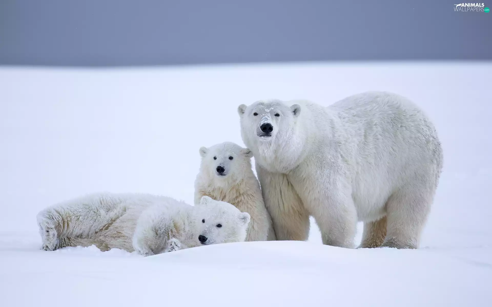 Three, bears, polar, White