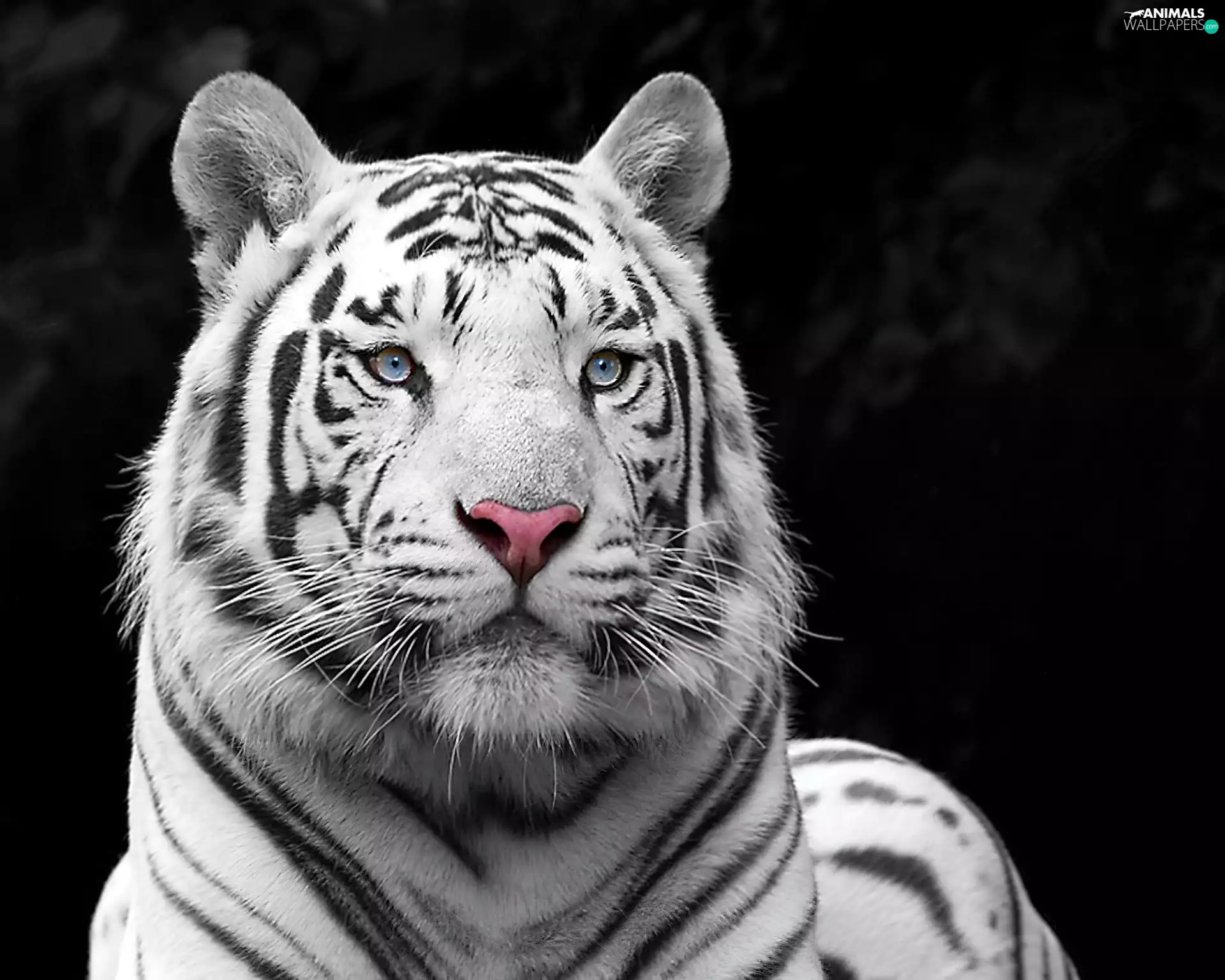 White, tiger