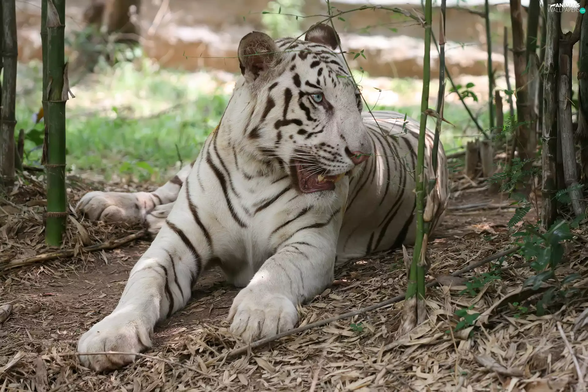 White, tiger