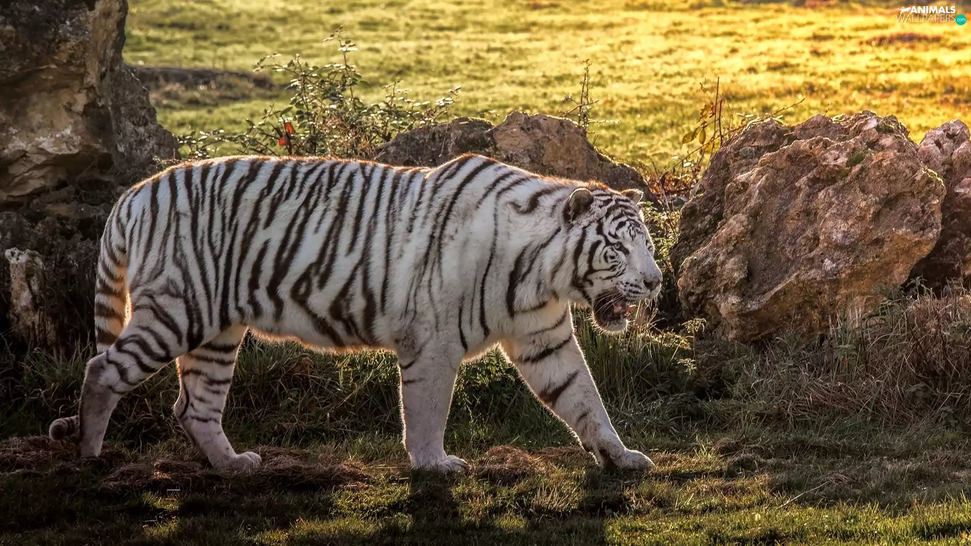 White, tiger