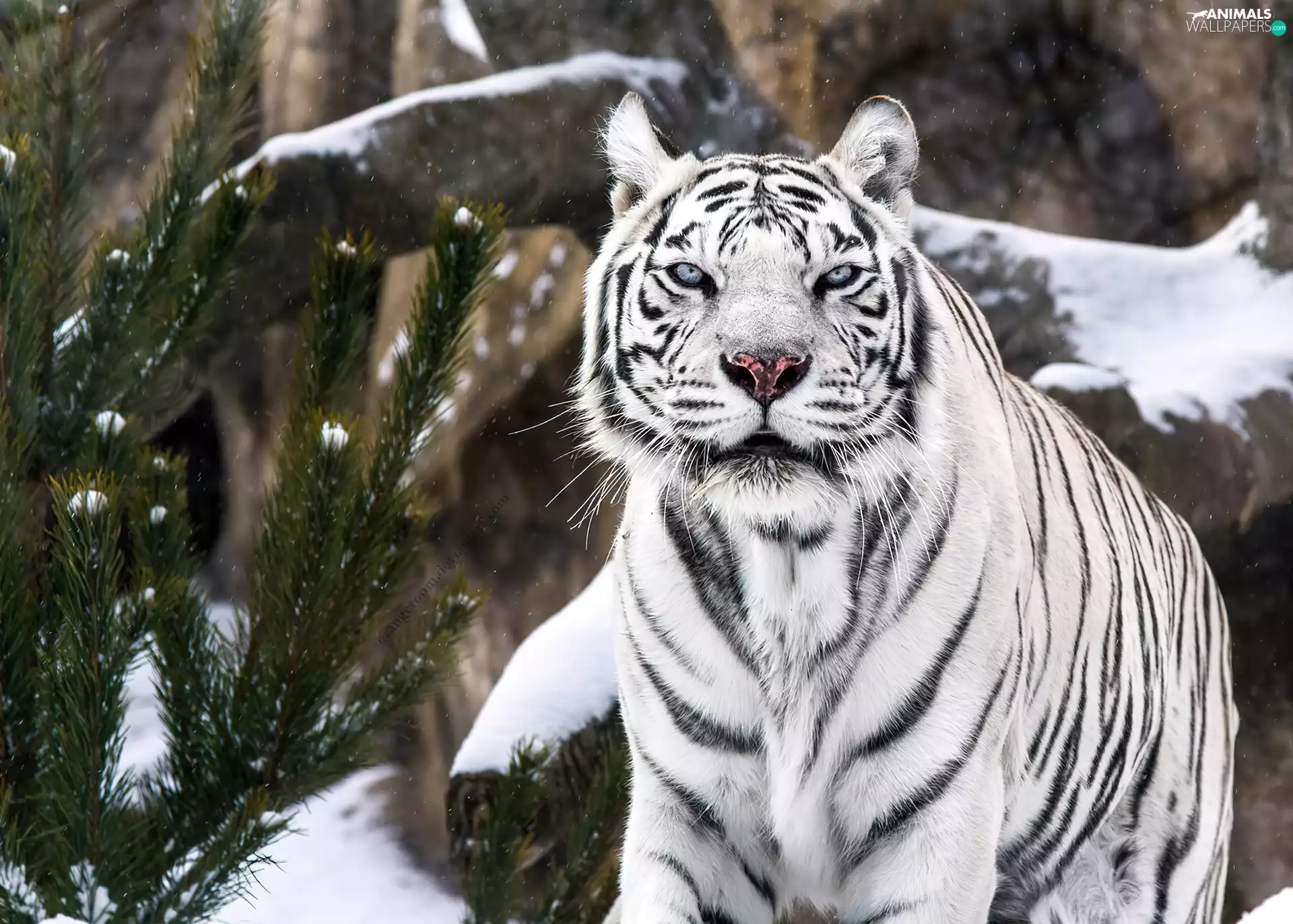 tiger, pine, snow, White