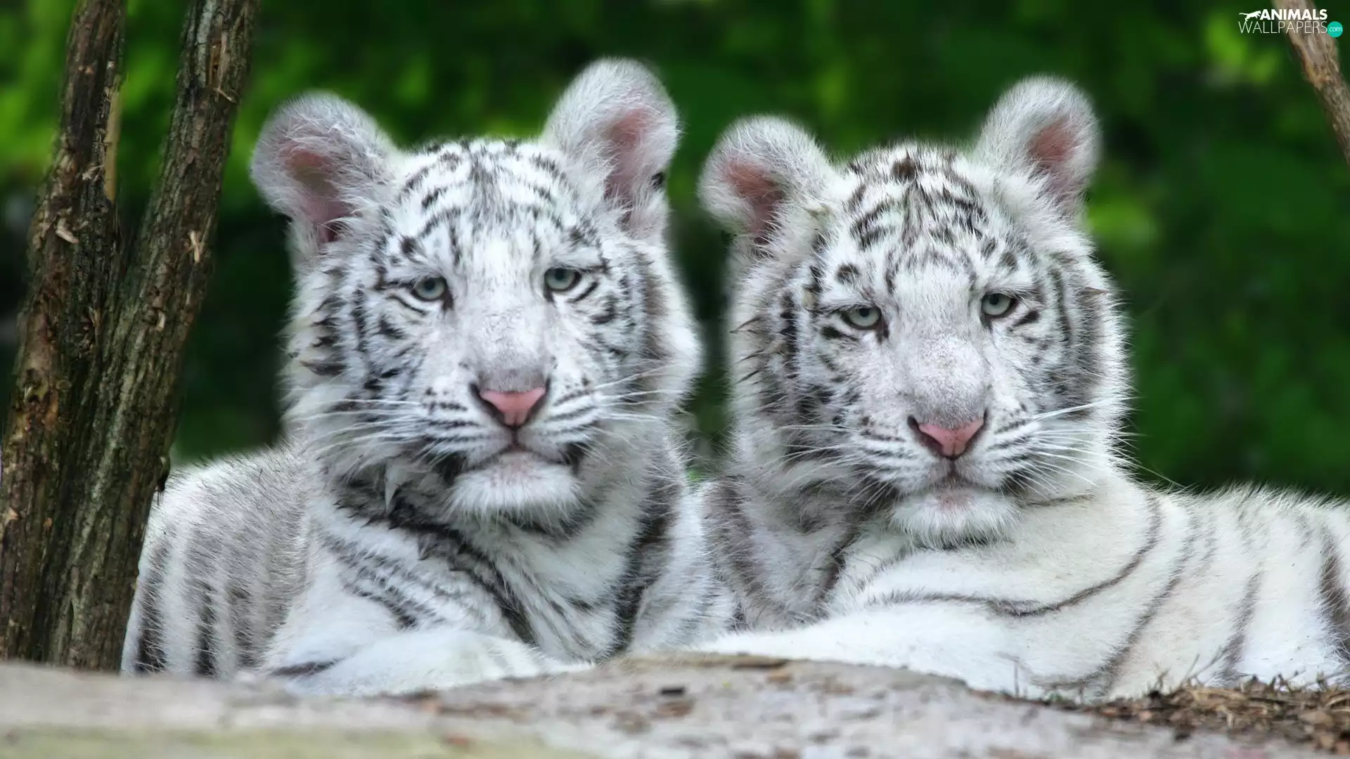 White, tigress