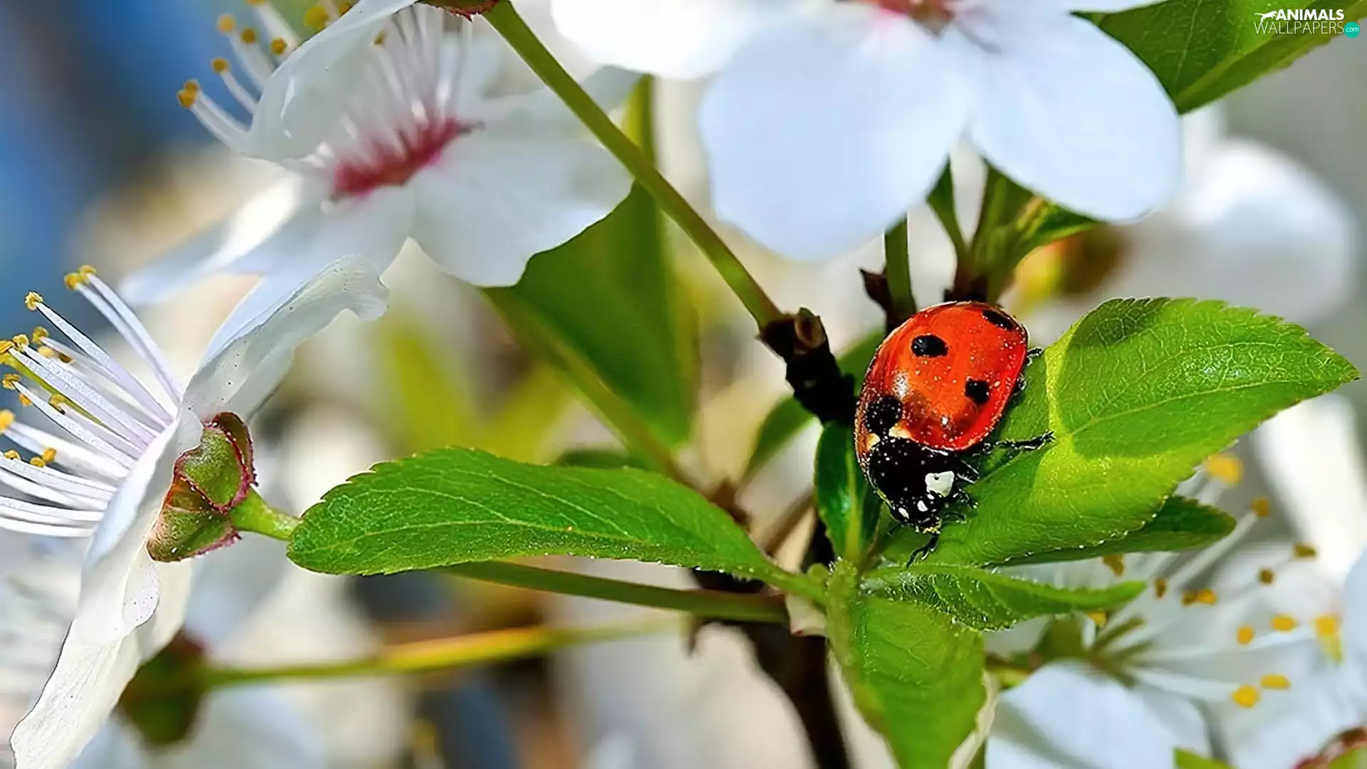twig, Flowers, ladybird, White